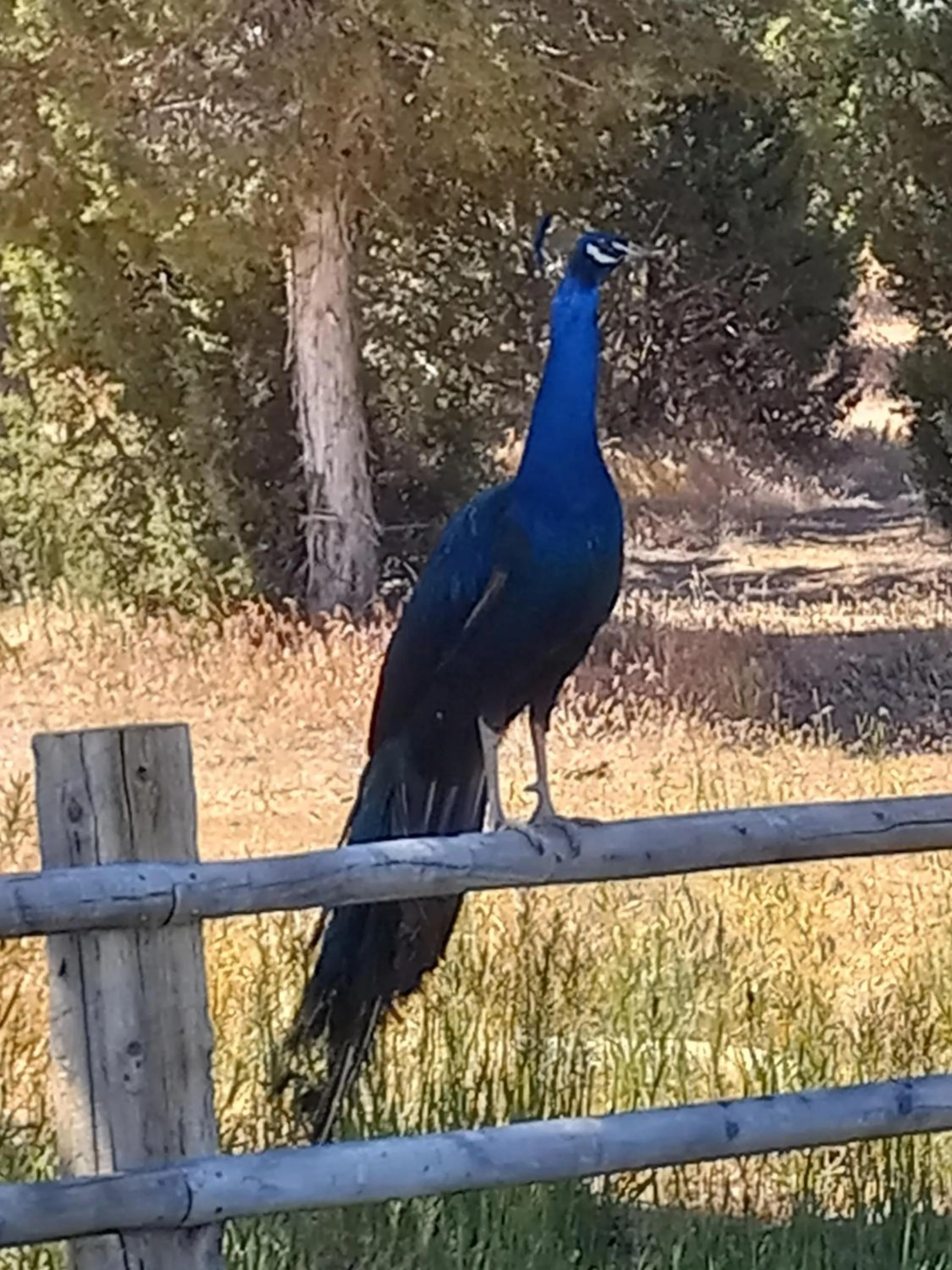 Other in Ranchette Ponderosa - The Freemont #2 at Wind Walker Homestead
