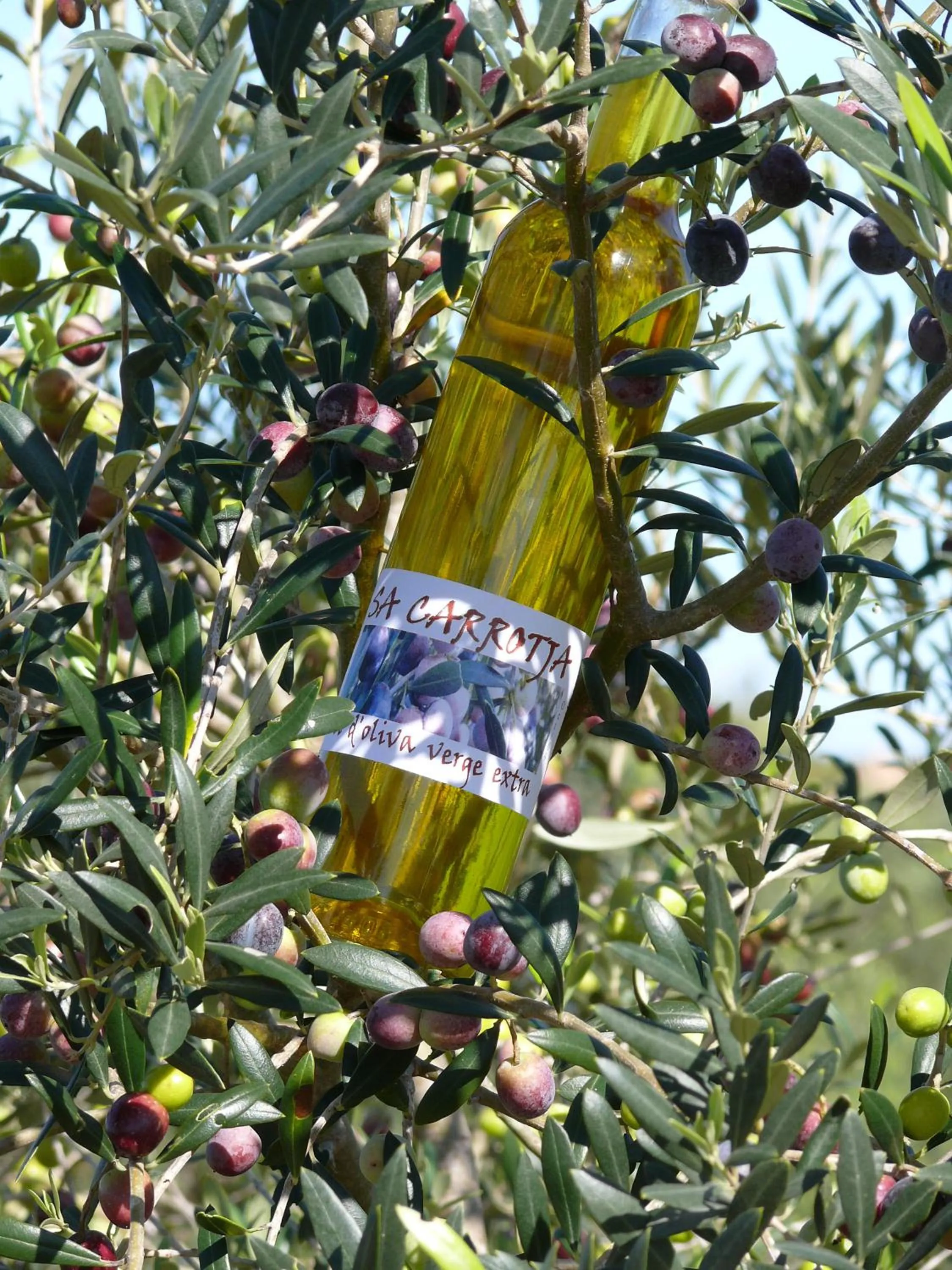 Garden in Sa Carrotja - Adults Only