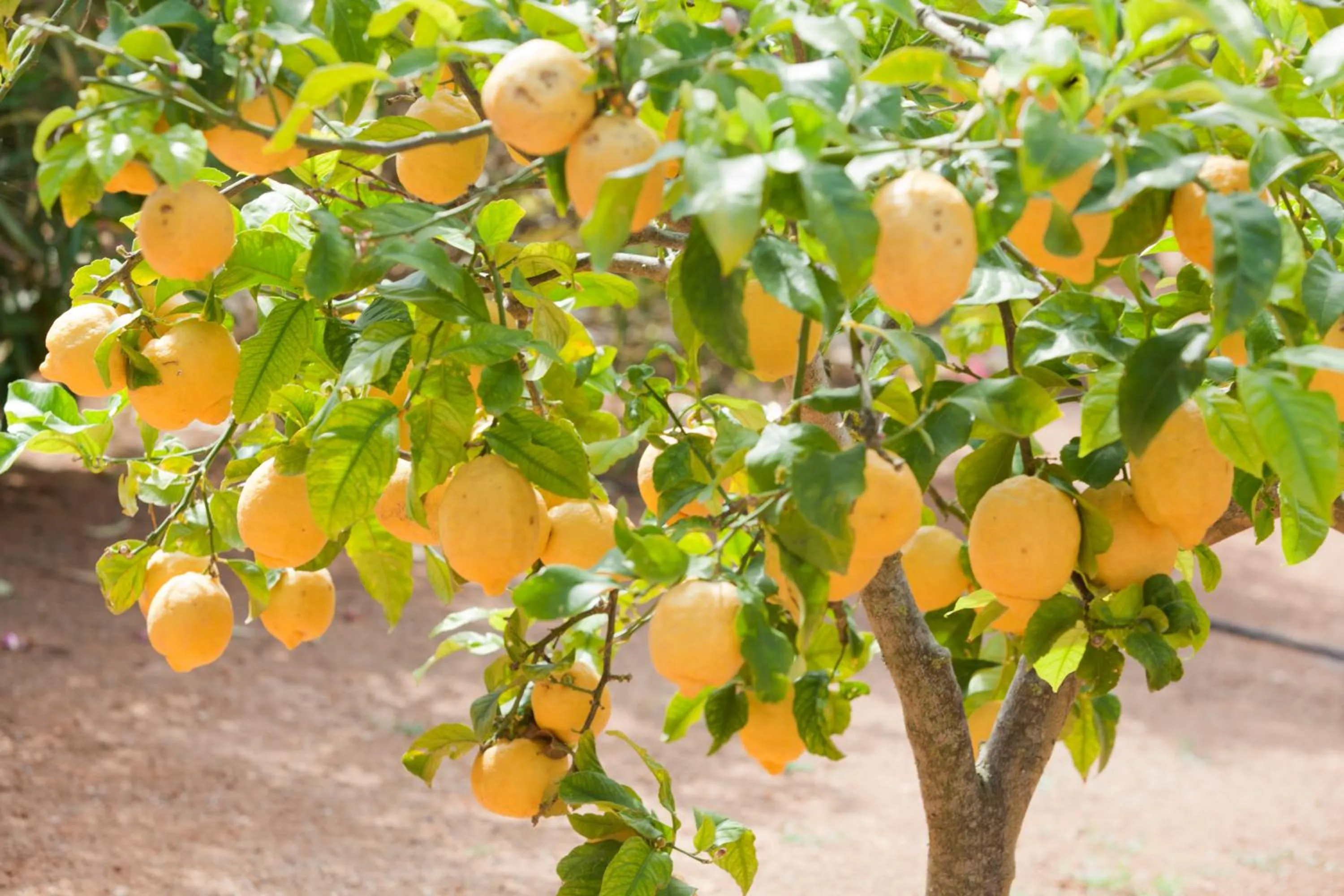 Garden in Sa Carrotja - Adults Only