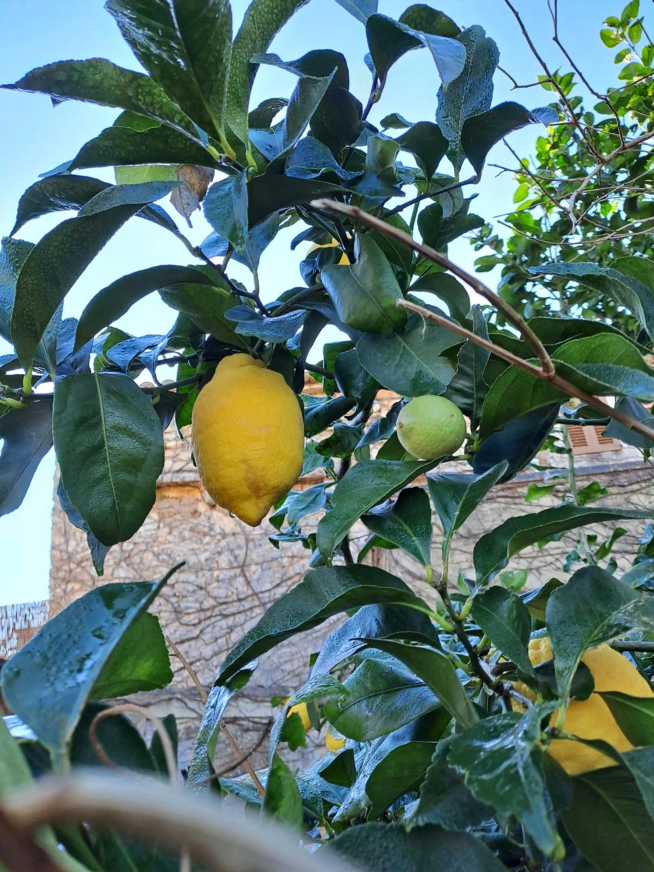 Garden in Sa Carrotja - Adults Only