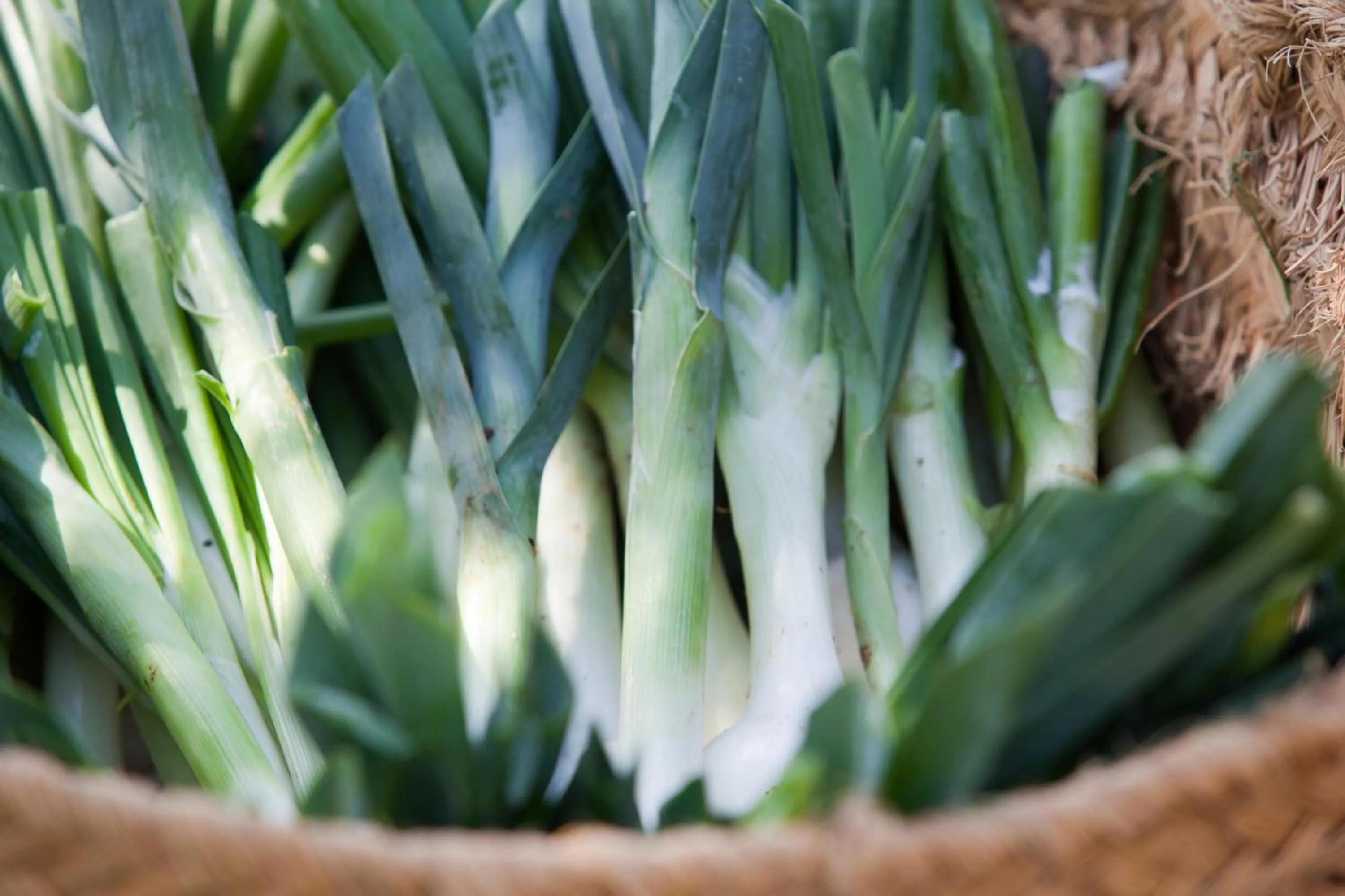 Other in Sa Carrotja - Adults Only