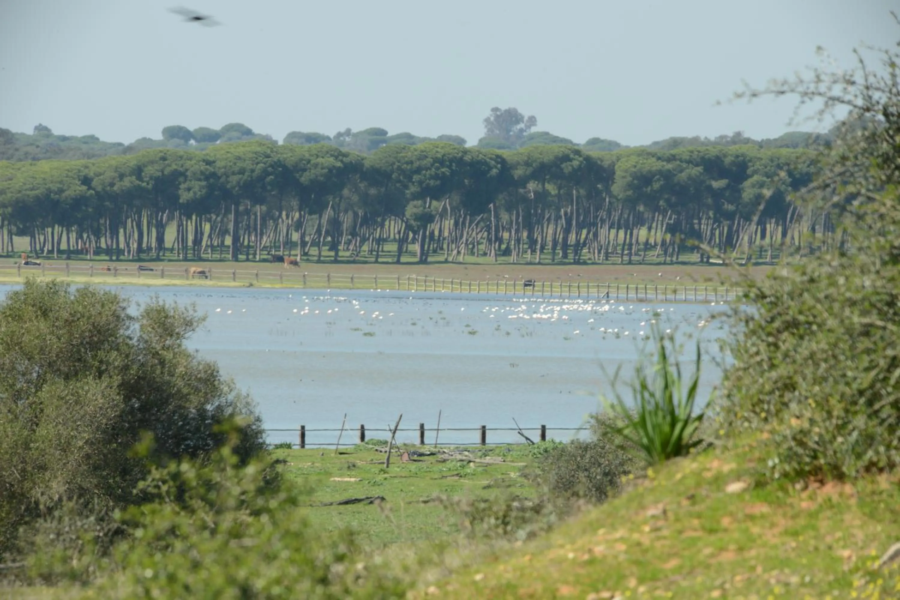 Nearby landmark in Hotel Doñana Blues