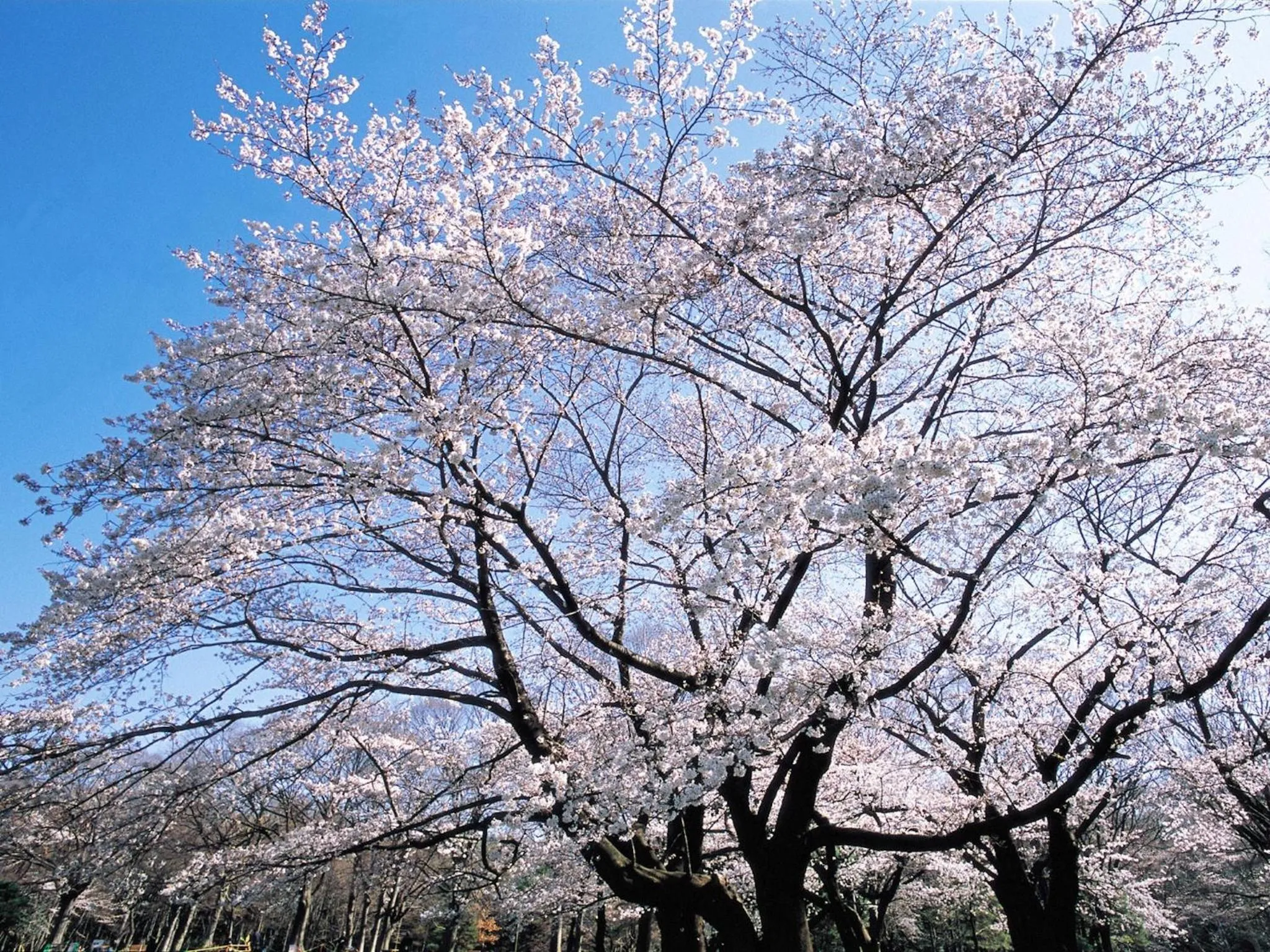 Natural landscape in Seaside Hotel Kamome