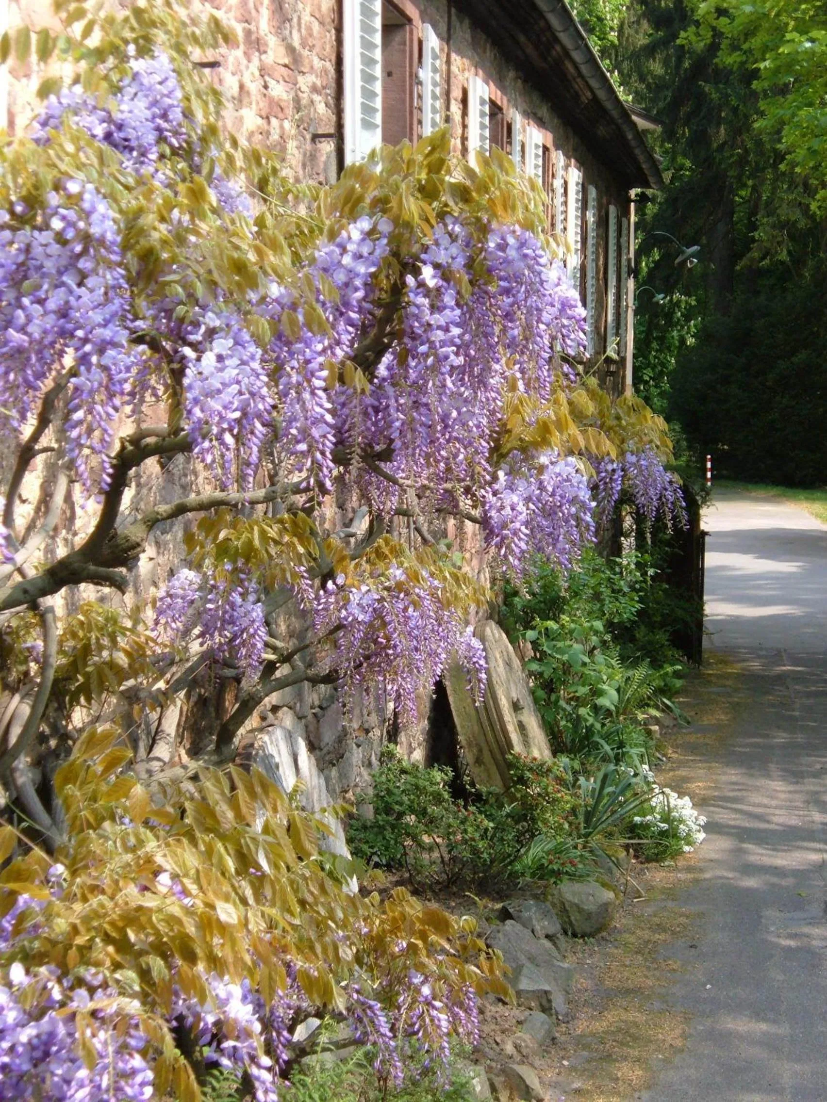 Other in Fuchs'sche Mühle