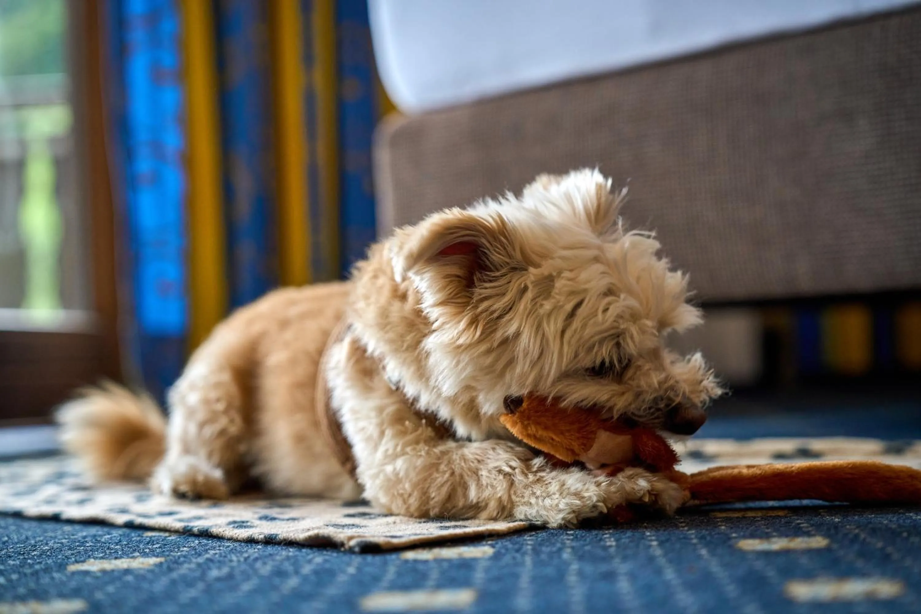 Pets in Gästehaus Forellenhof