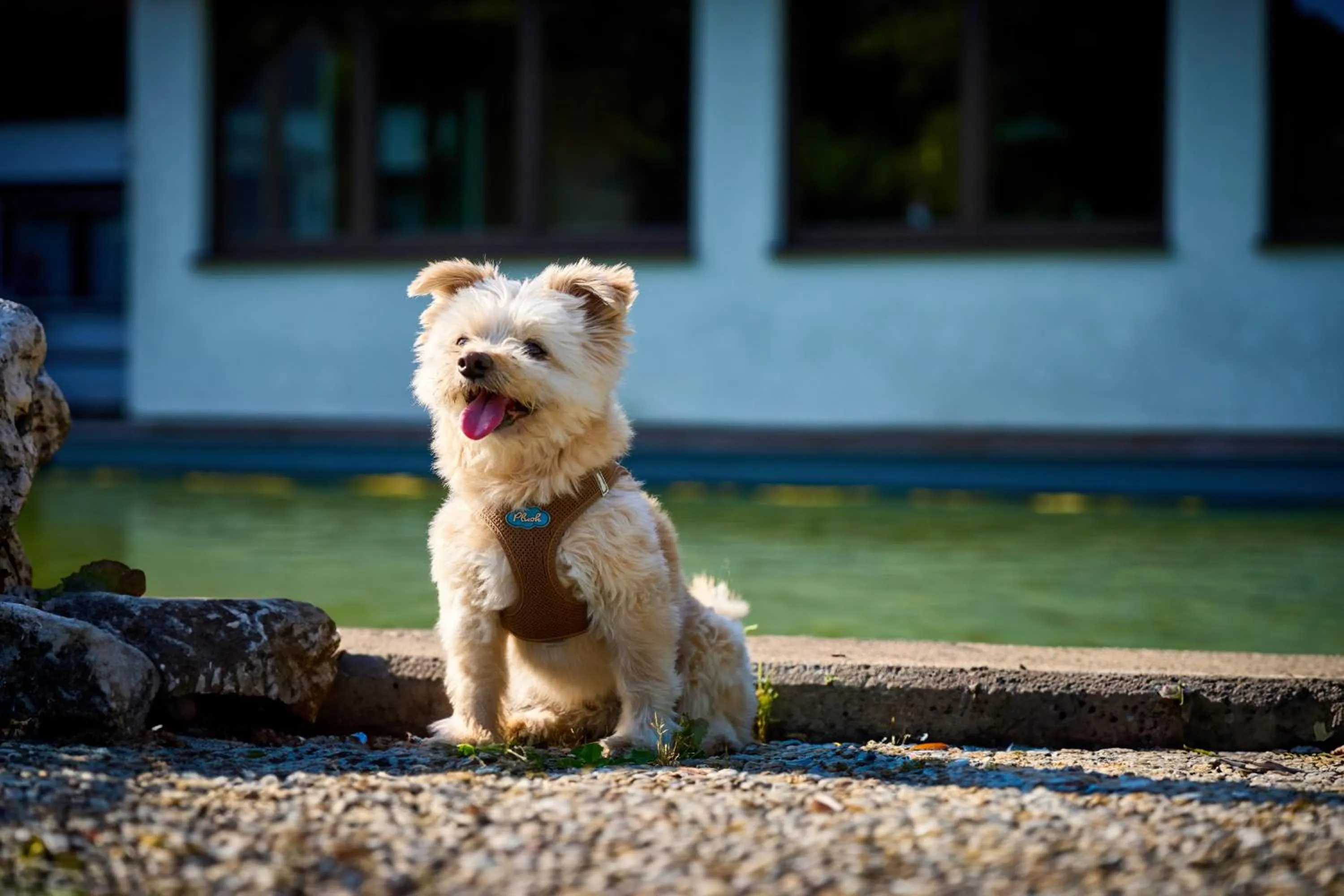 Pets in Gästehaus Forellenhof