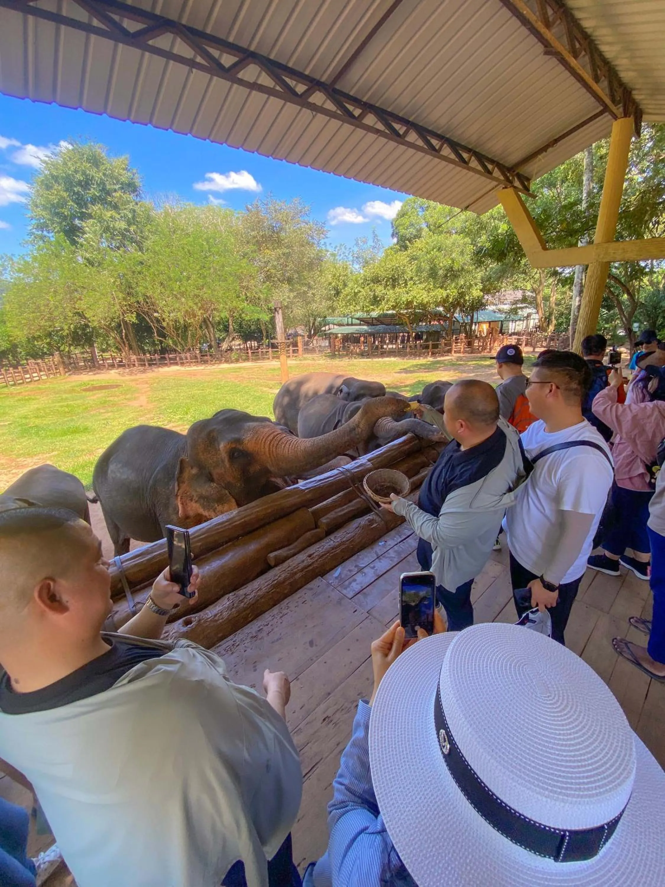 Day in Elepath Lodge Pinnawala