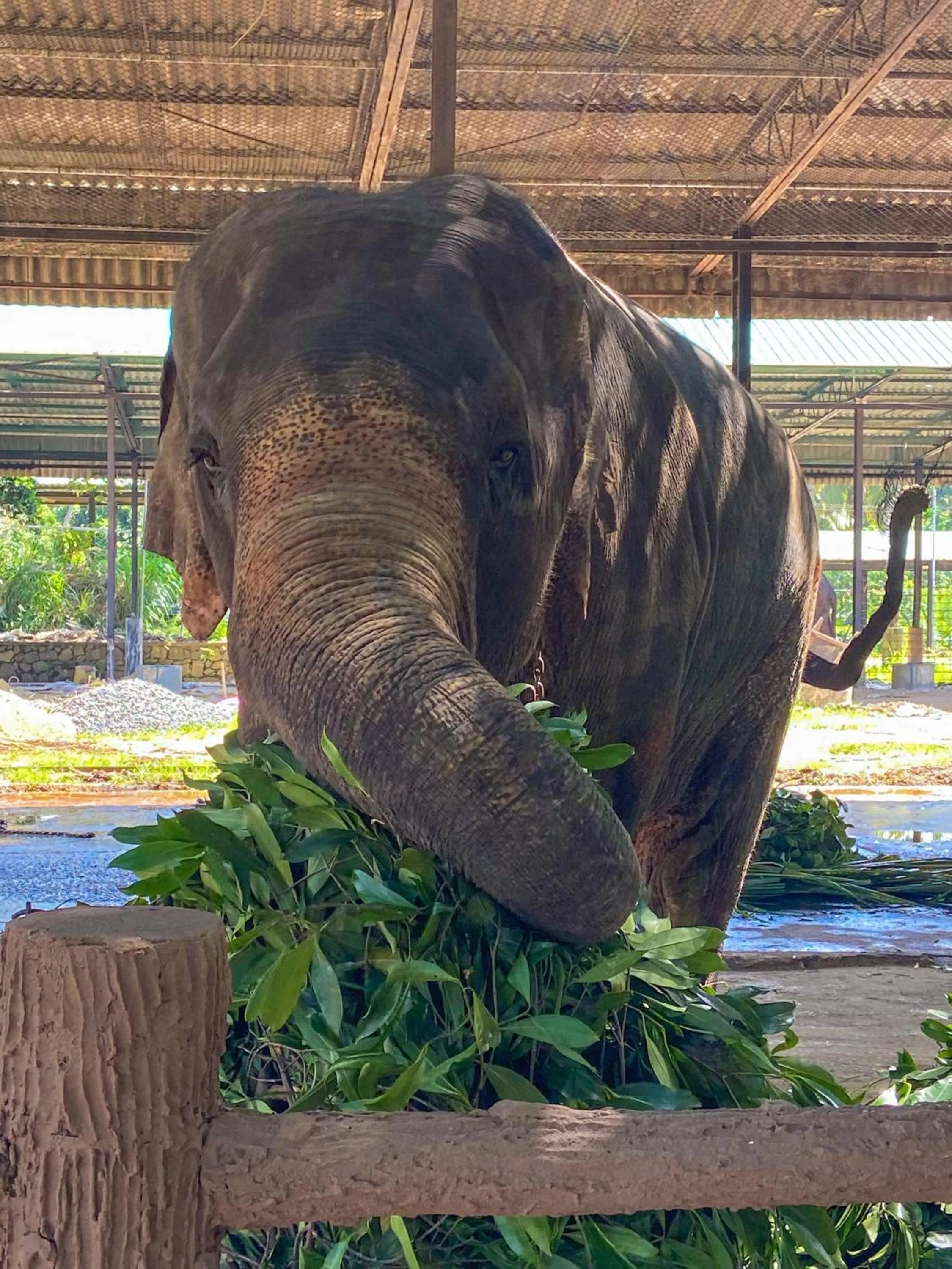 Nearby landmark in Elepath Lodge Pinnawala