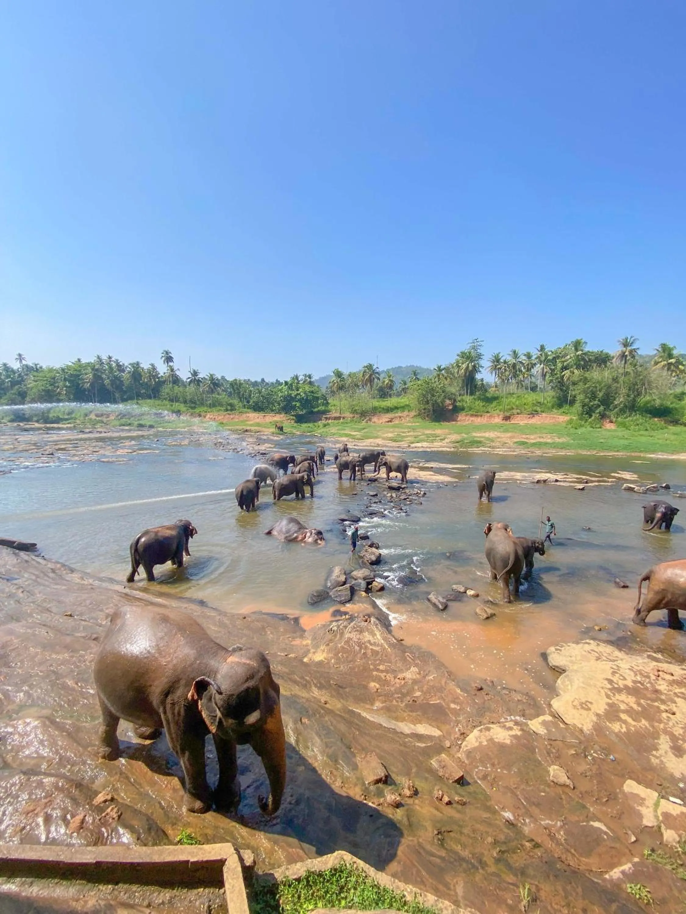 Day in Elepath Lodge Pinnawala
