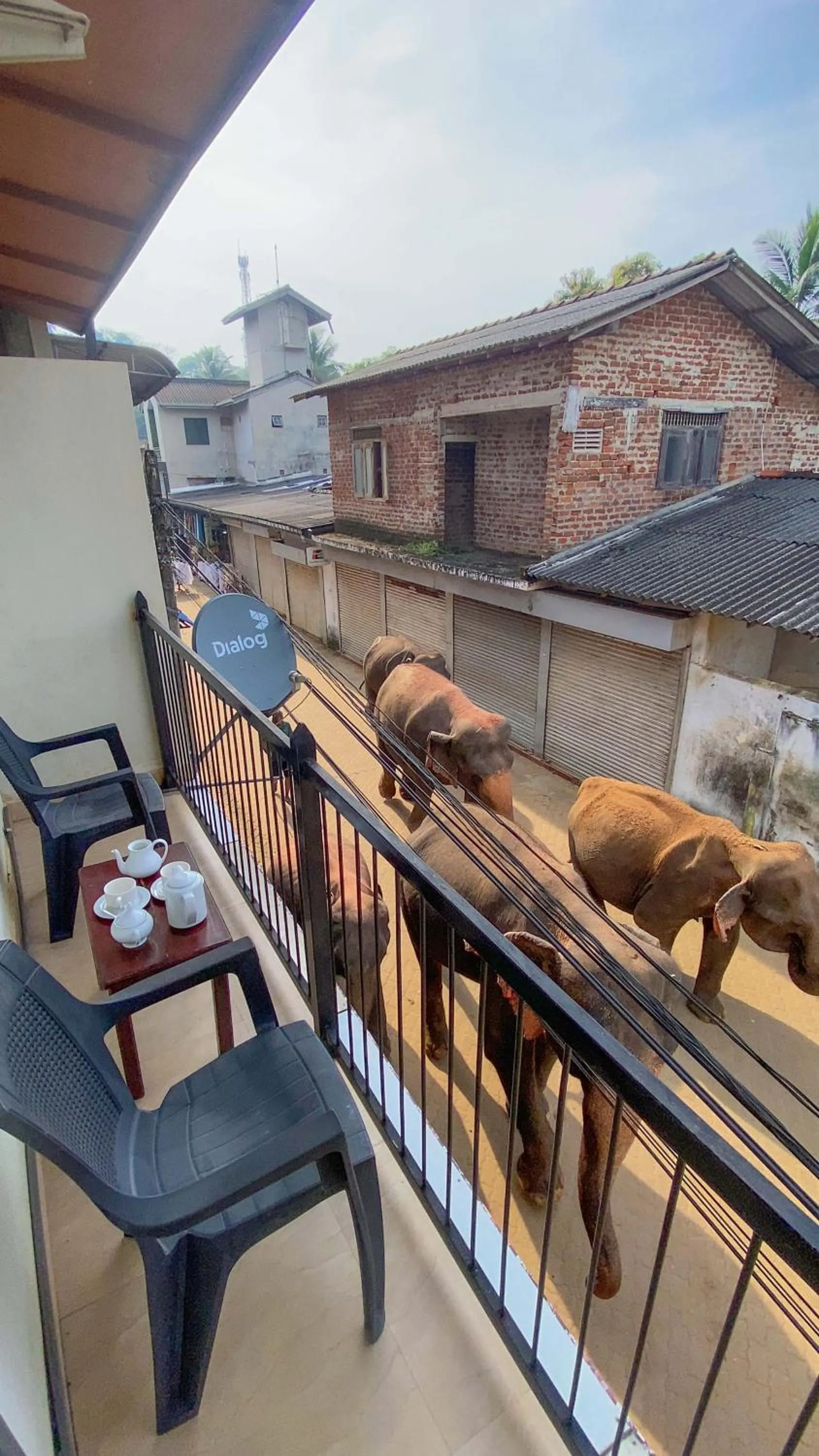 Day in Elepath Lodge Pinnawala