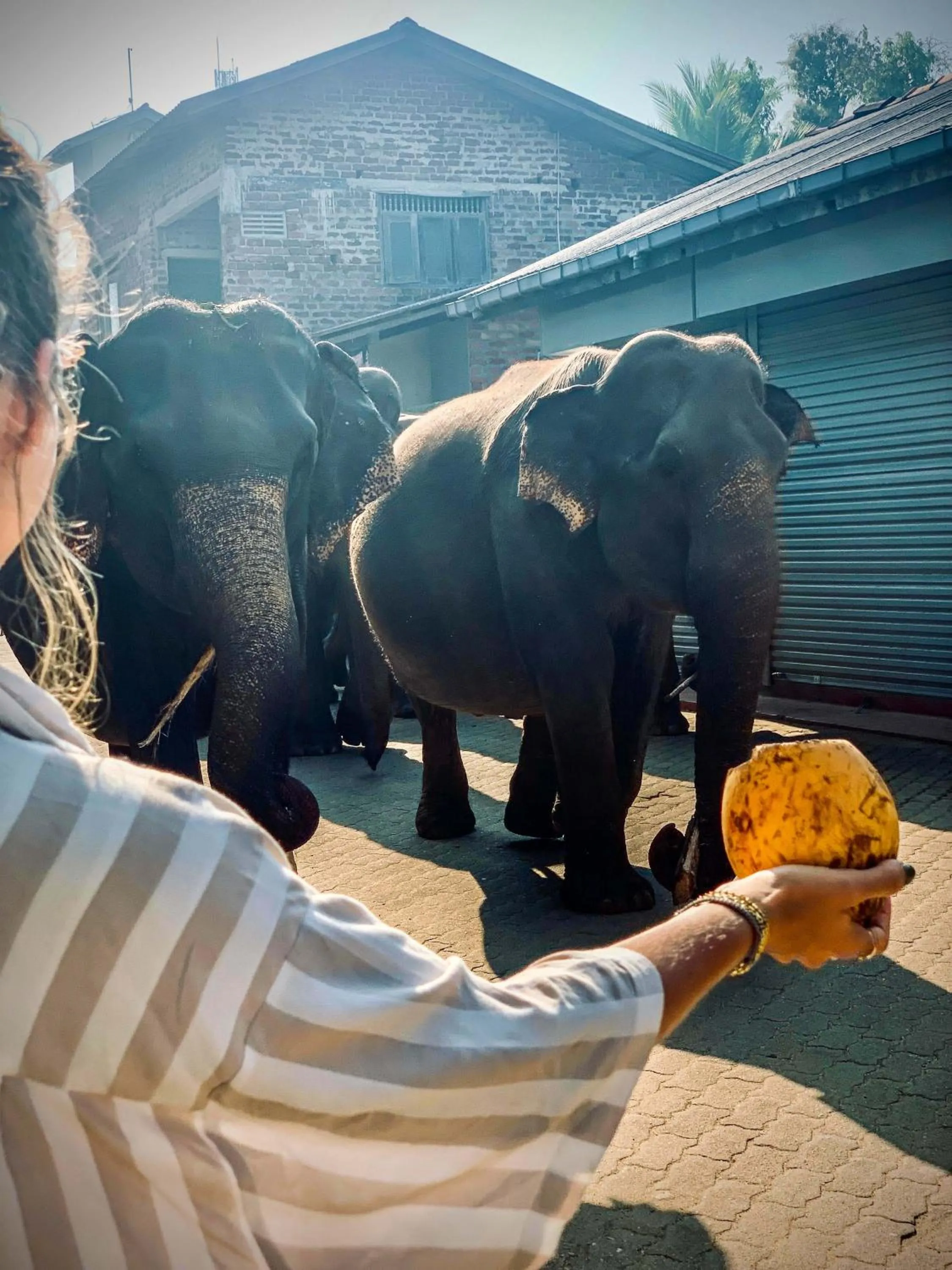 Day in Elepath Lodge Pinnawala