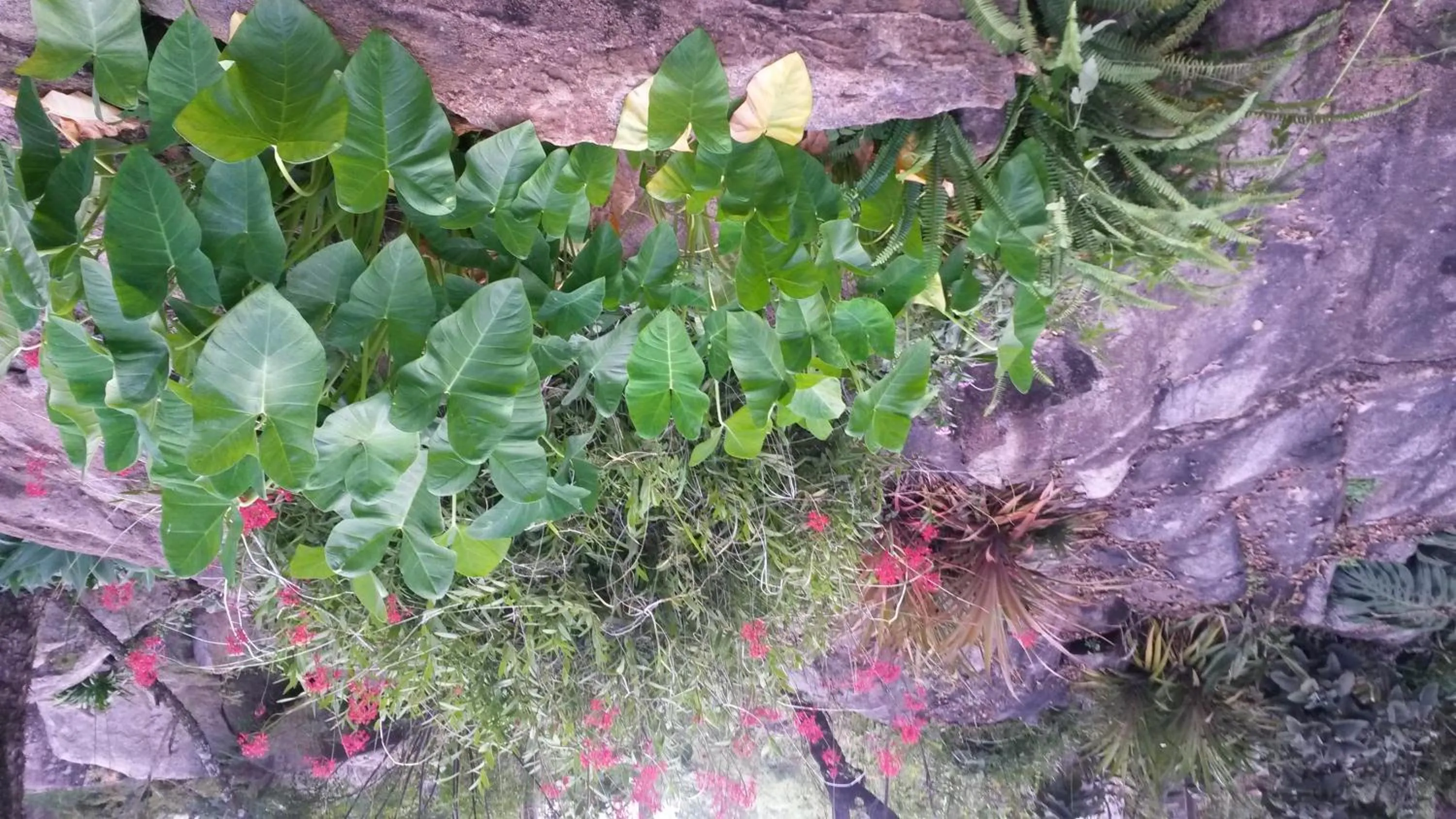 Garden in 5th Seasons Guesthouse