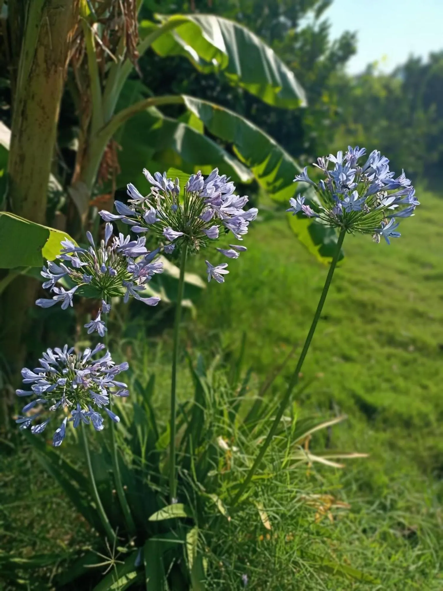 Garden in Mandalin Glamping
