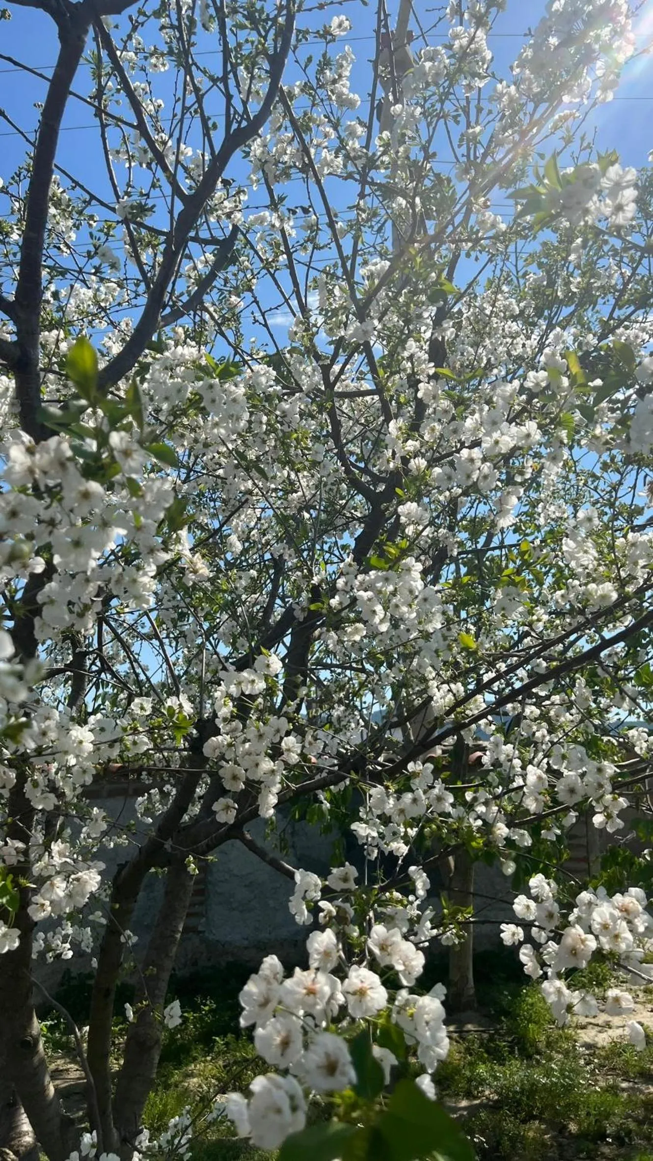 Garden in Mandalin Glamping