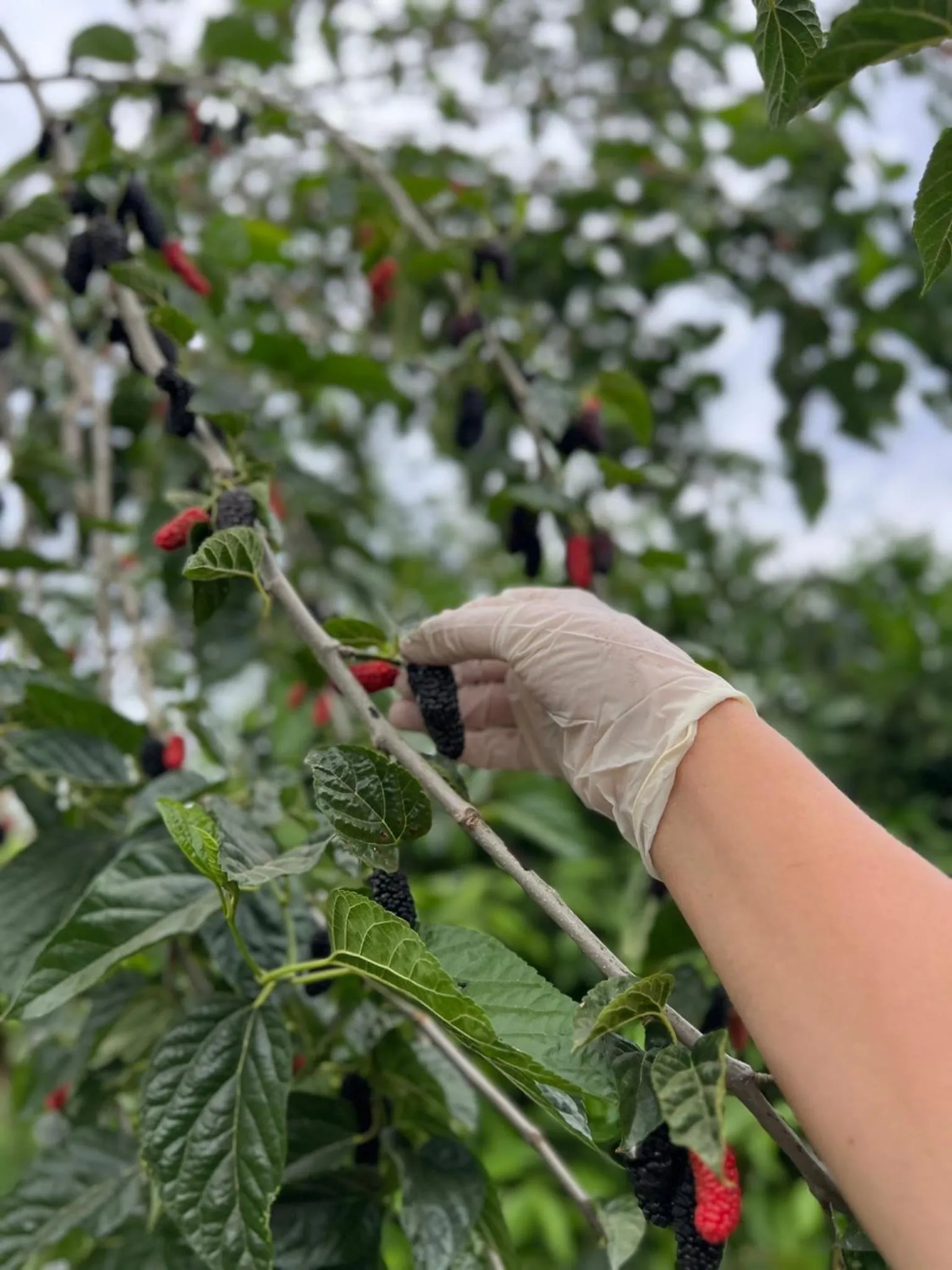 Garden in Mandalin Glamping