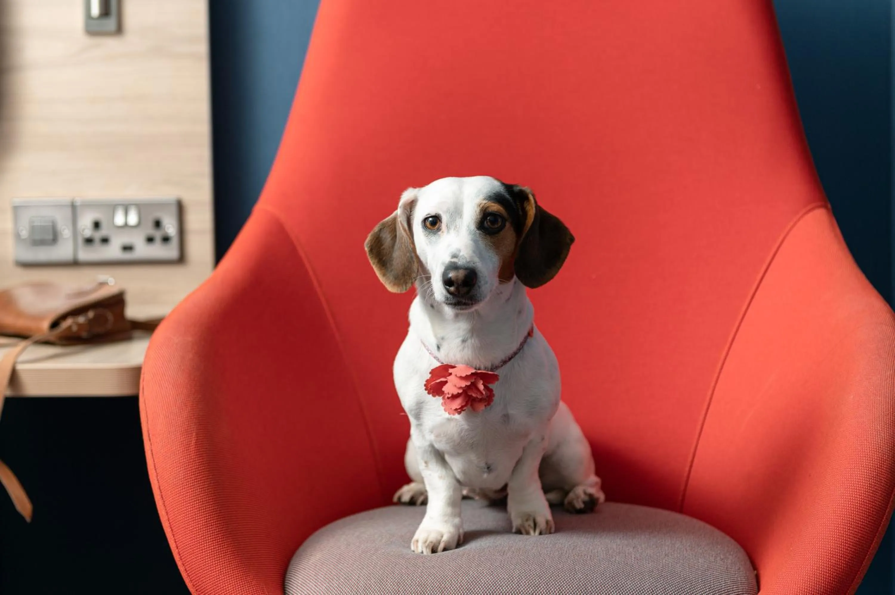 Pets in Holiday Inn Express & Suites - Deventer by IHG