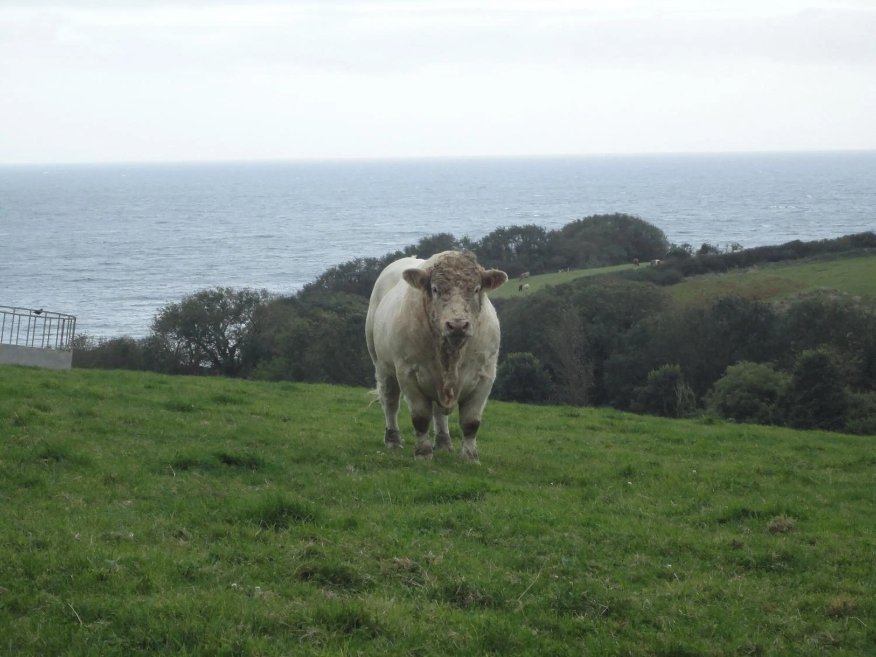 Animals in Bay View Cottage