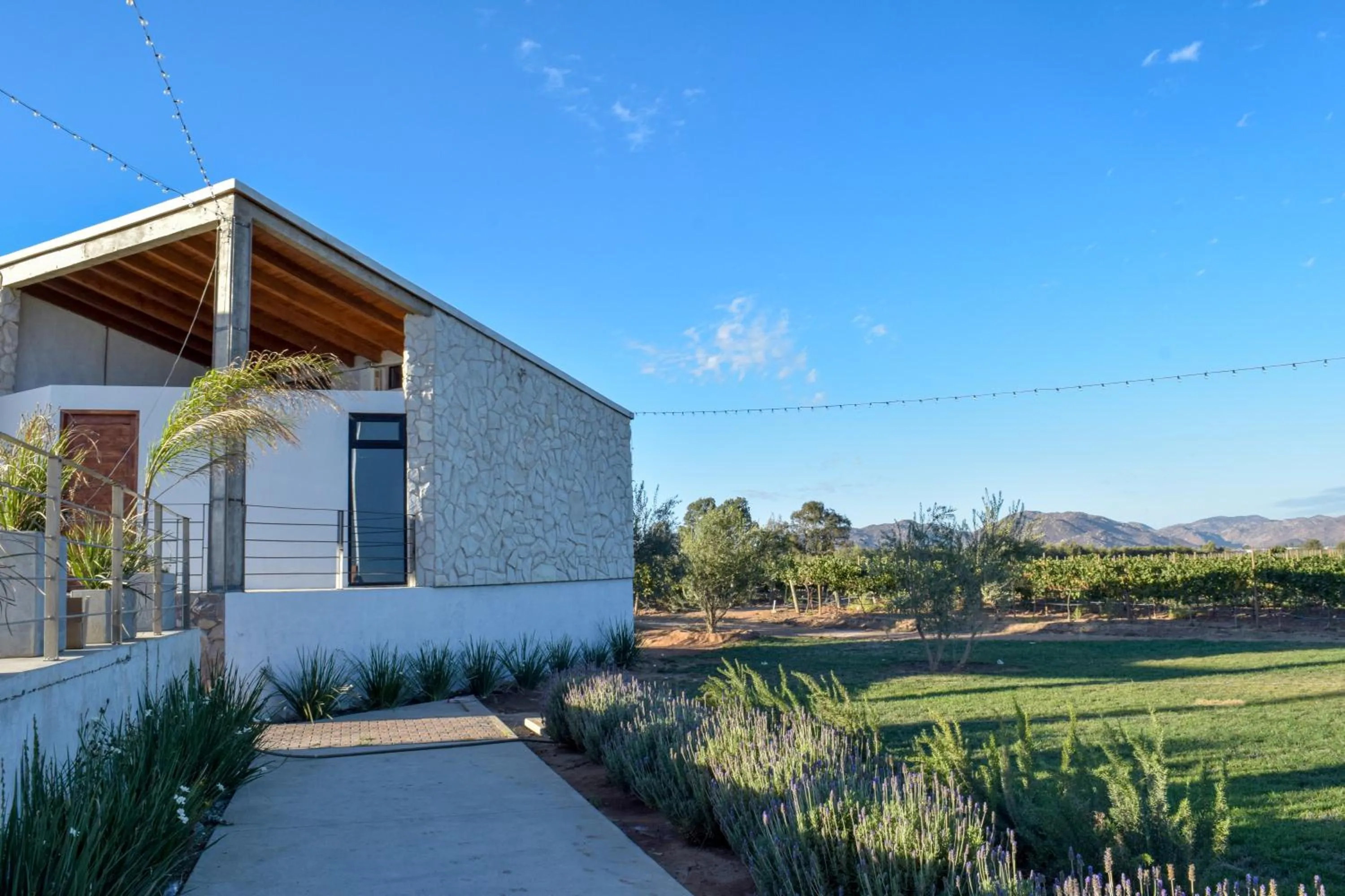 Viñedo Casa la Noria