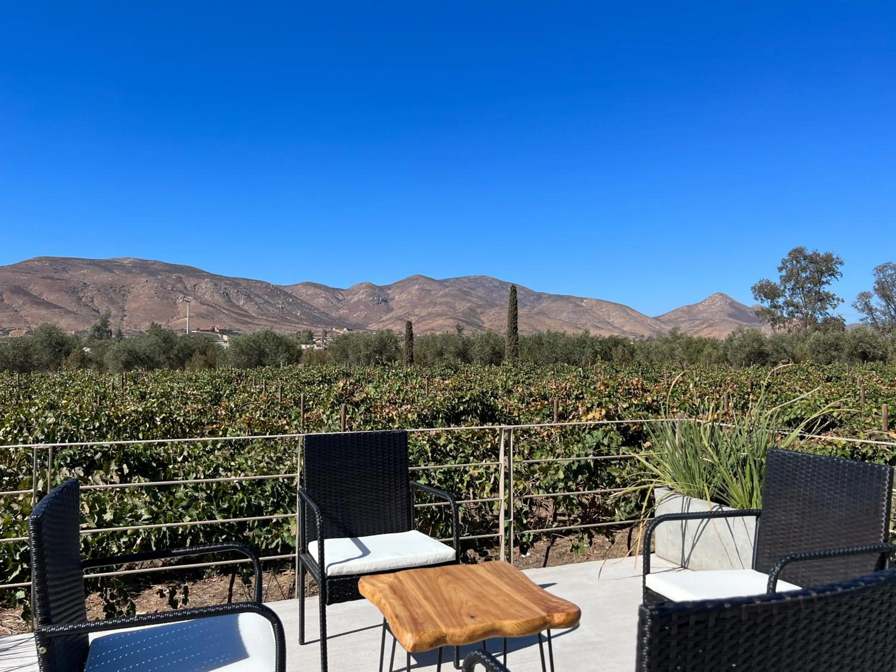 Viñedo Casa la Noria