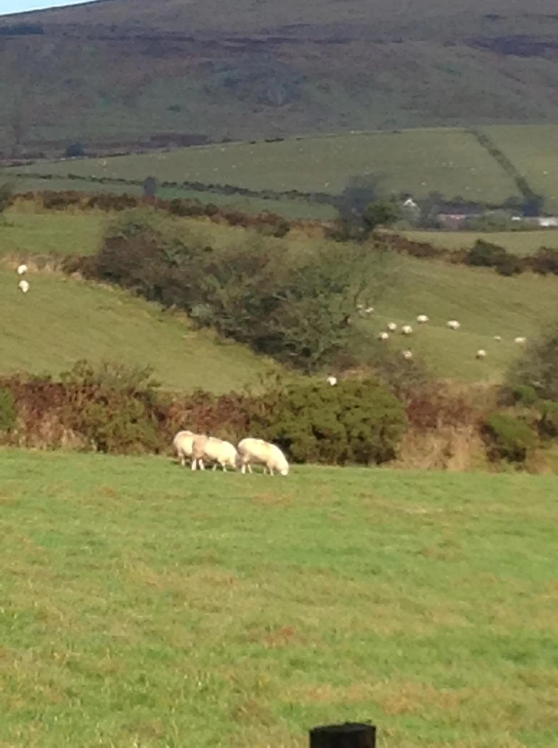 Animals in Brynhaul Bed and Breakfast