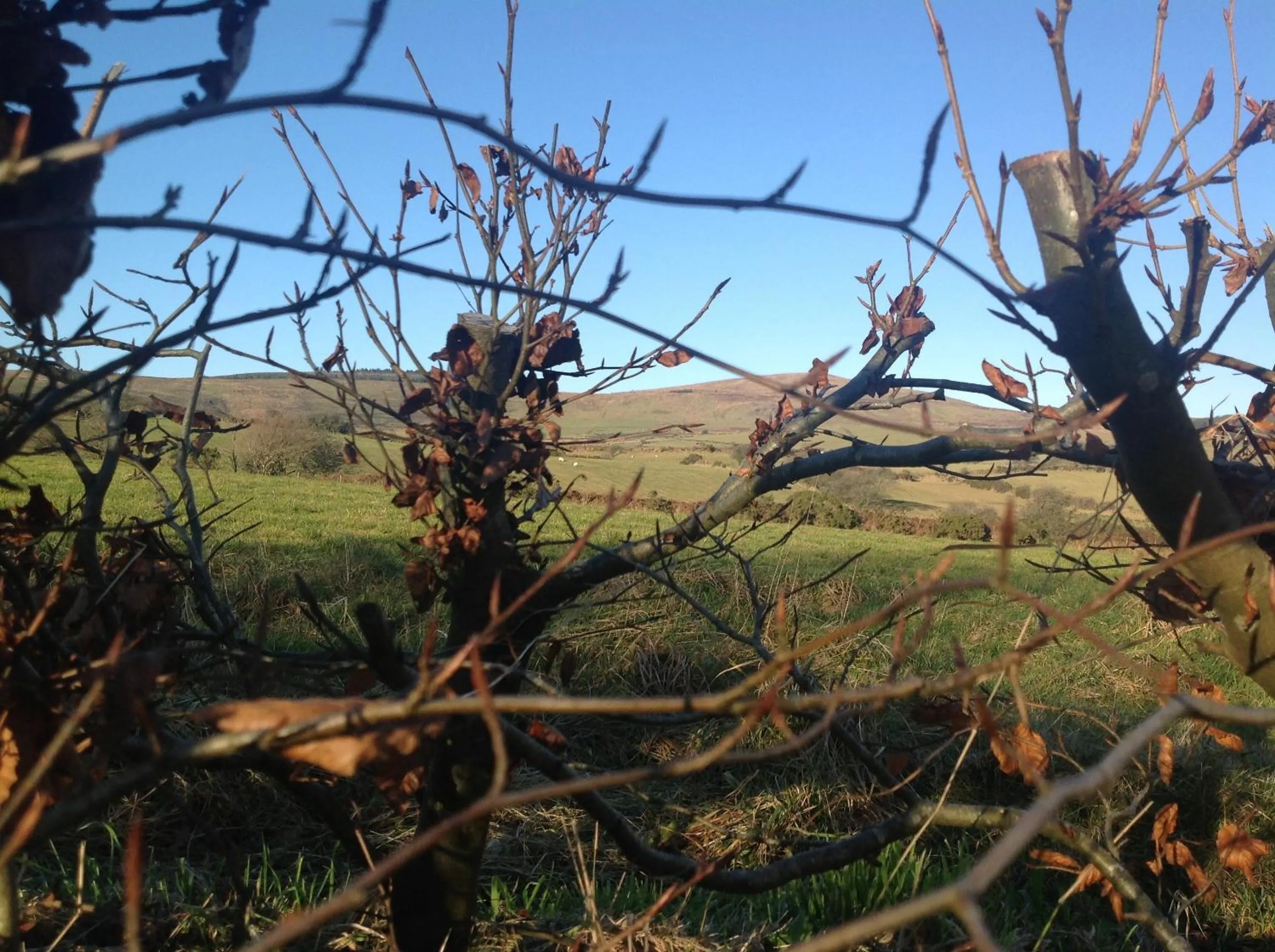 Brynhaul Bed and Breakfast