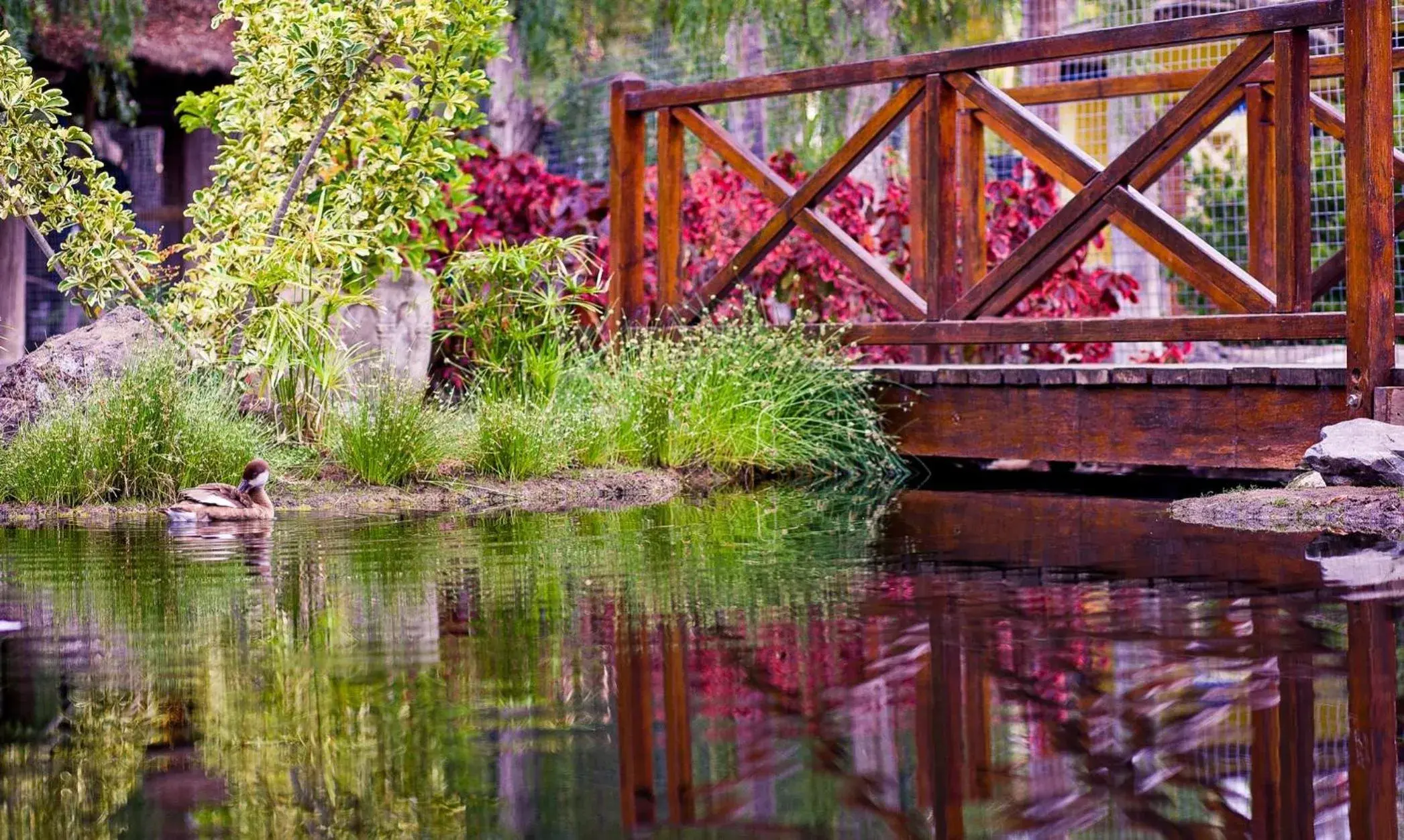 Lake view in Park Club Europe - All Inclusive Resort Lake view in Park Club Europe - All Inclusive Resort