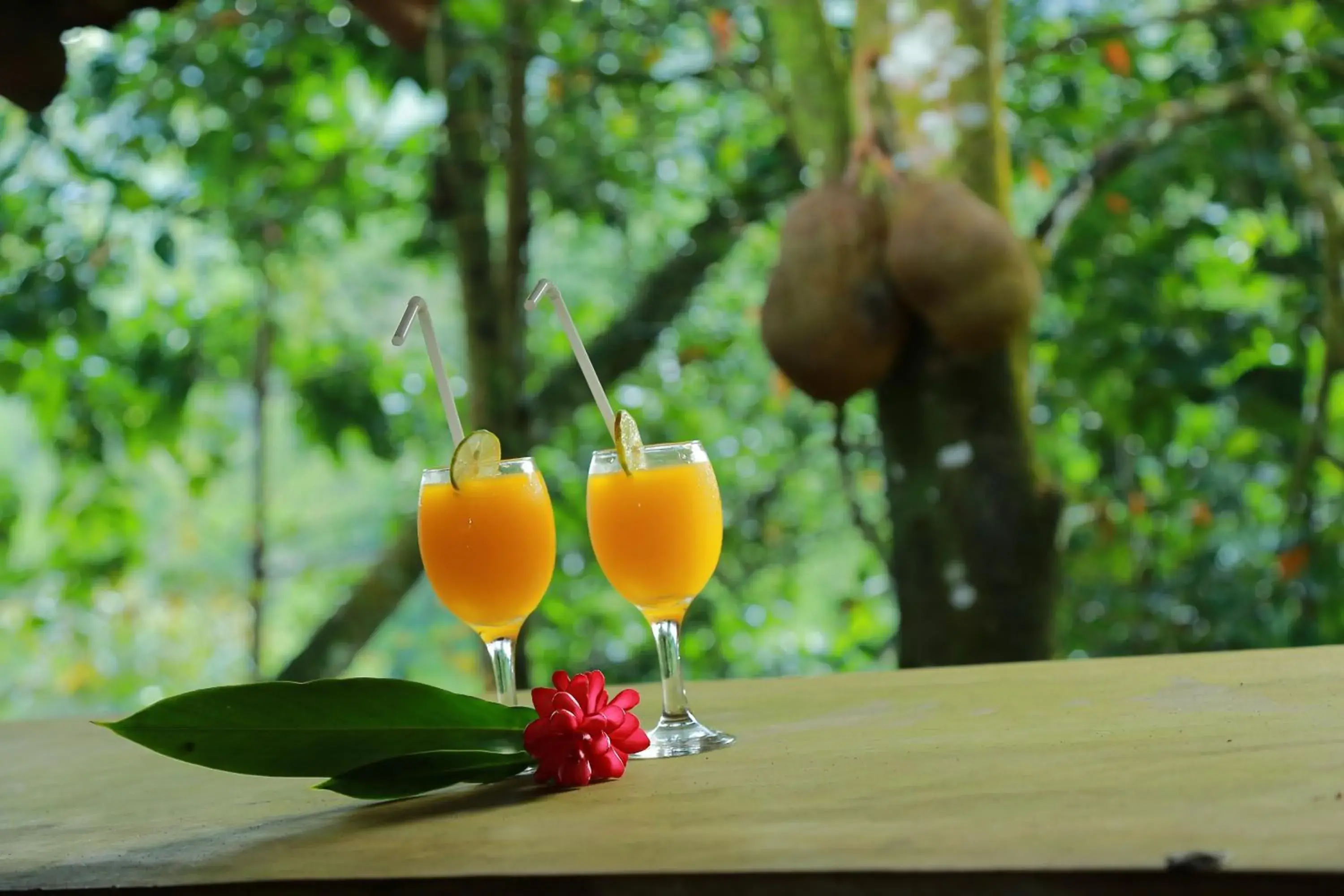 Rainforest Edge Rainforest Edge