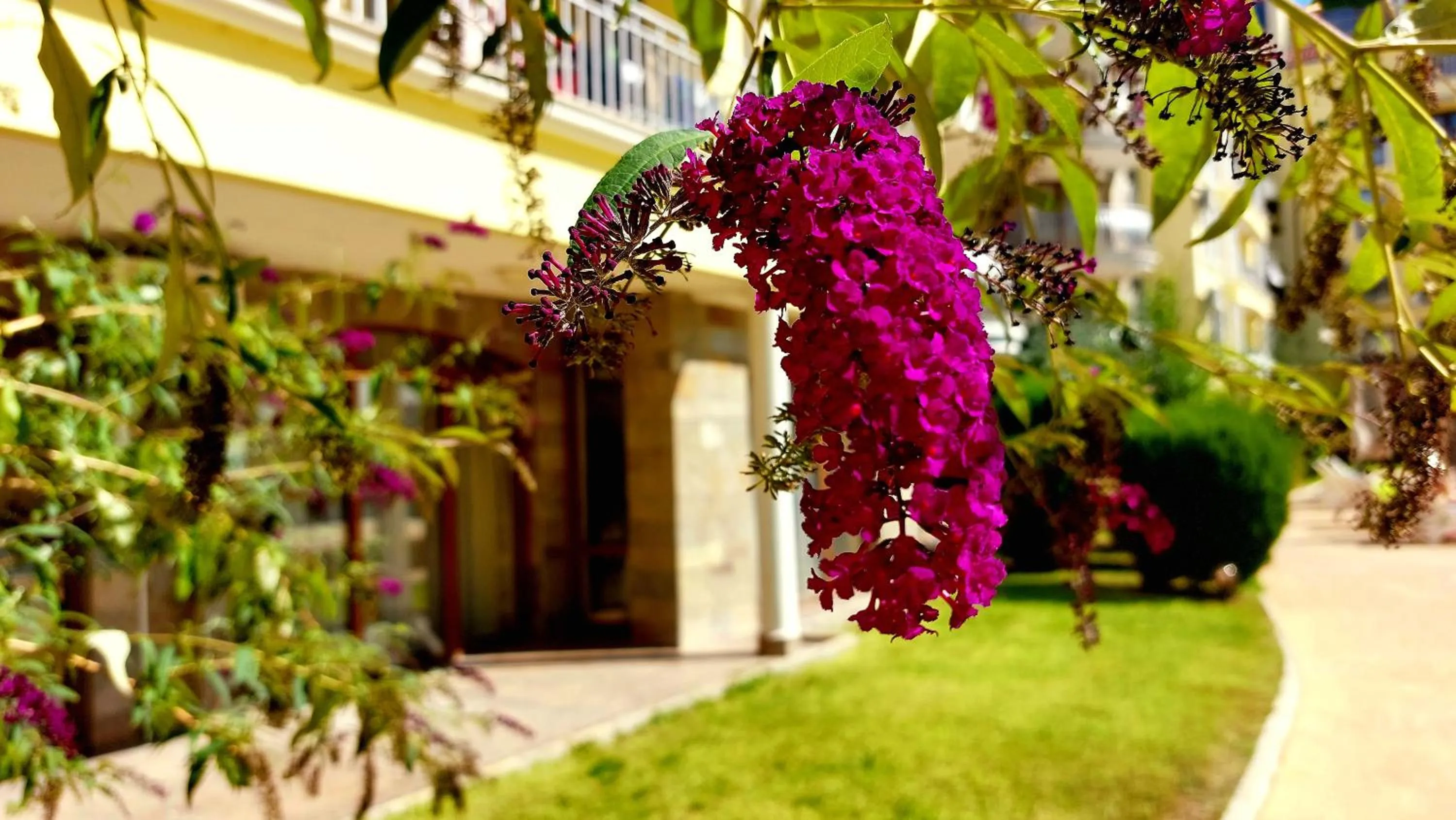 Property building in Summer Dreams - Menada Apartments