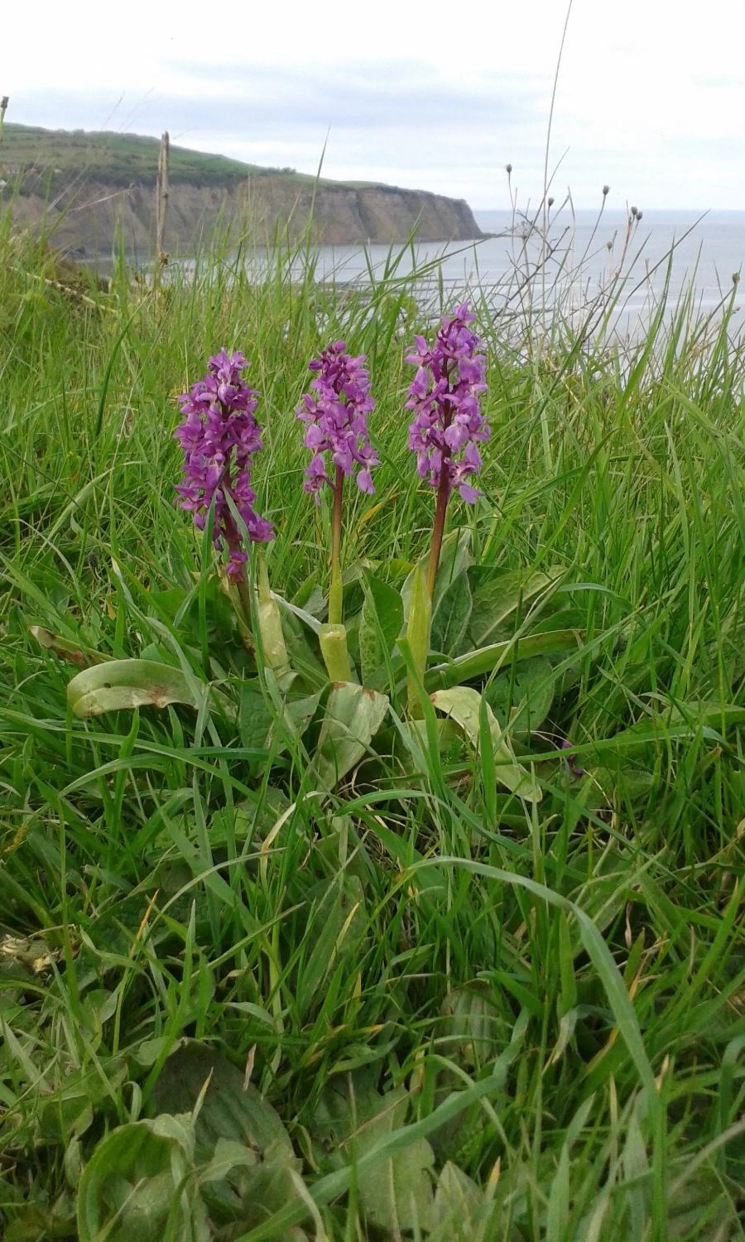 Area and facilities in Thorpe Green House Vegetarian Bed & Breakfast