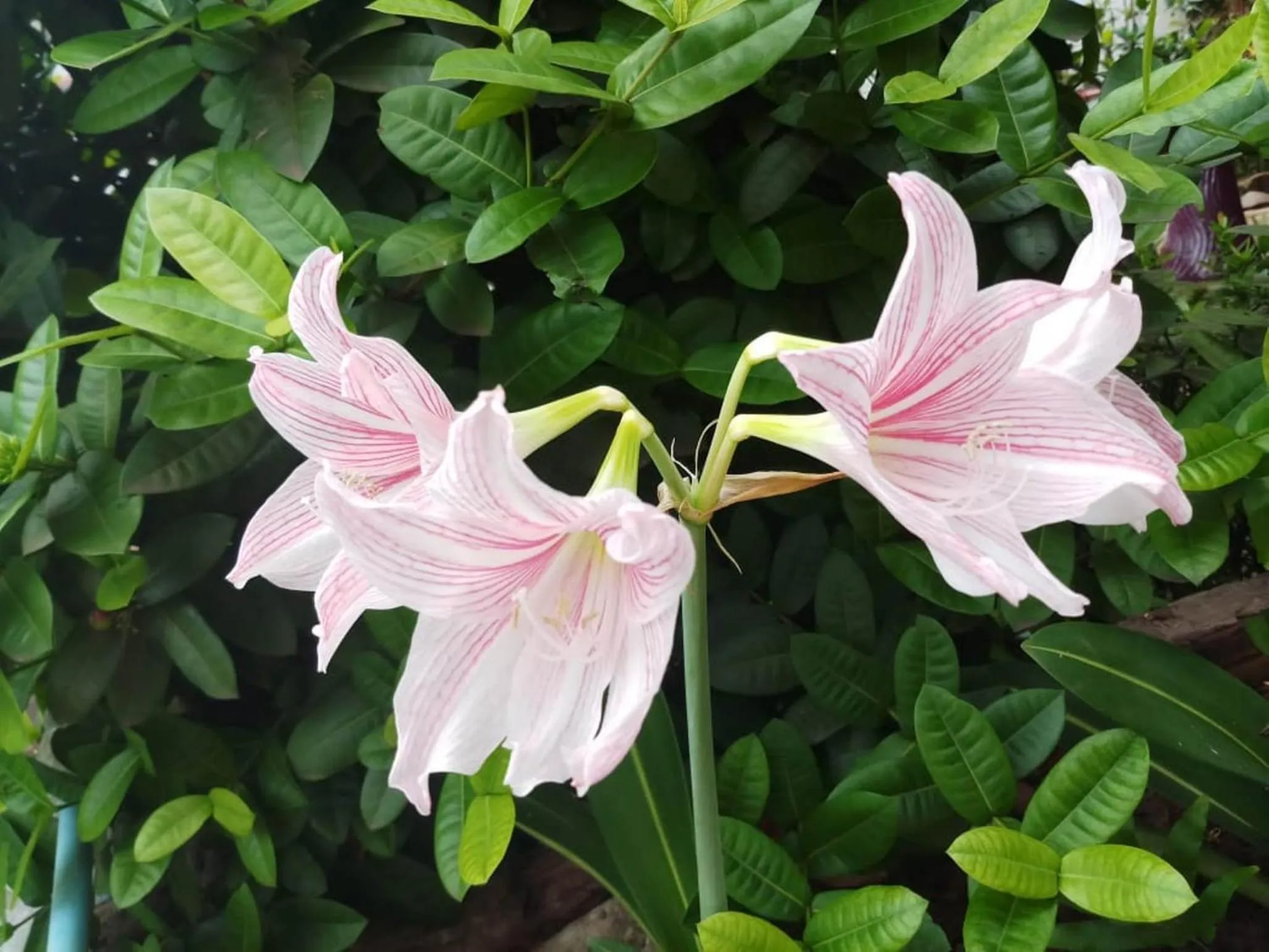 Bed in Xuanmai Garden Resort