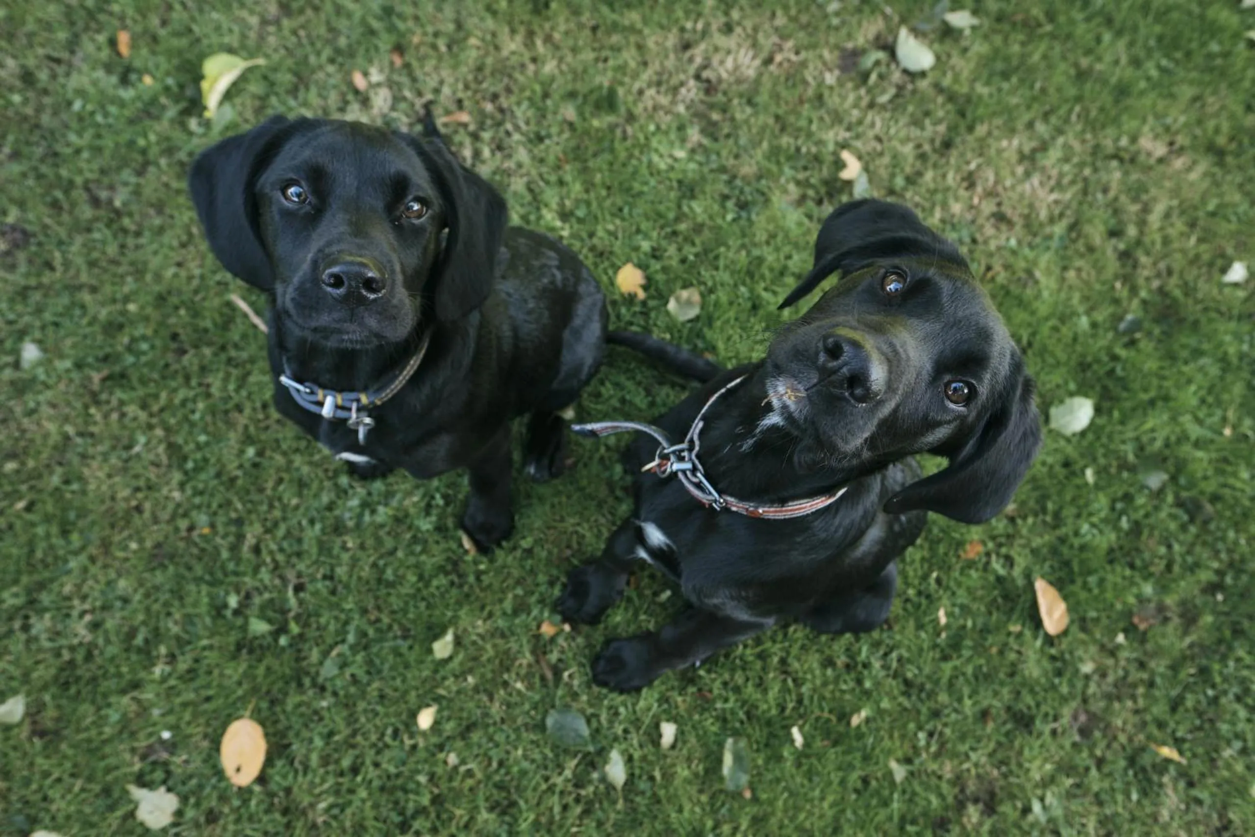 Garden in The Agents House, Bed & Breakfast