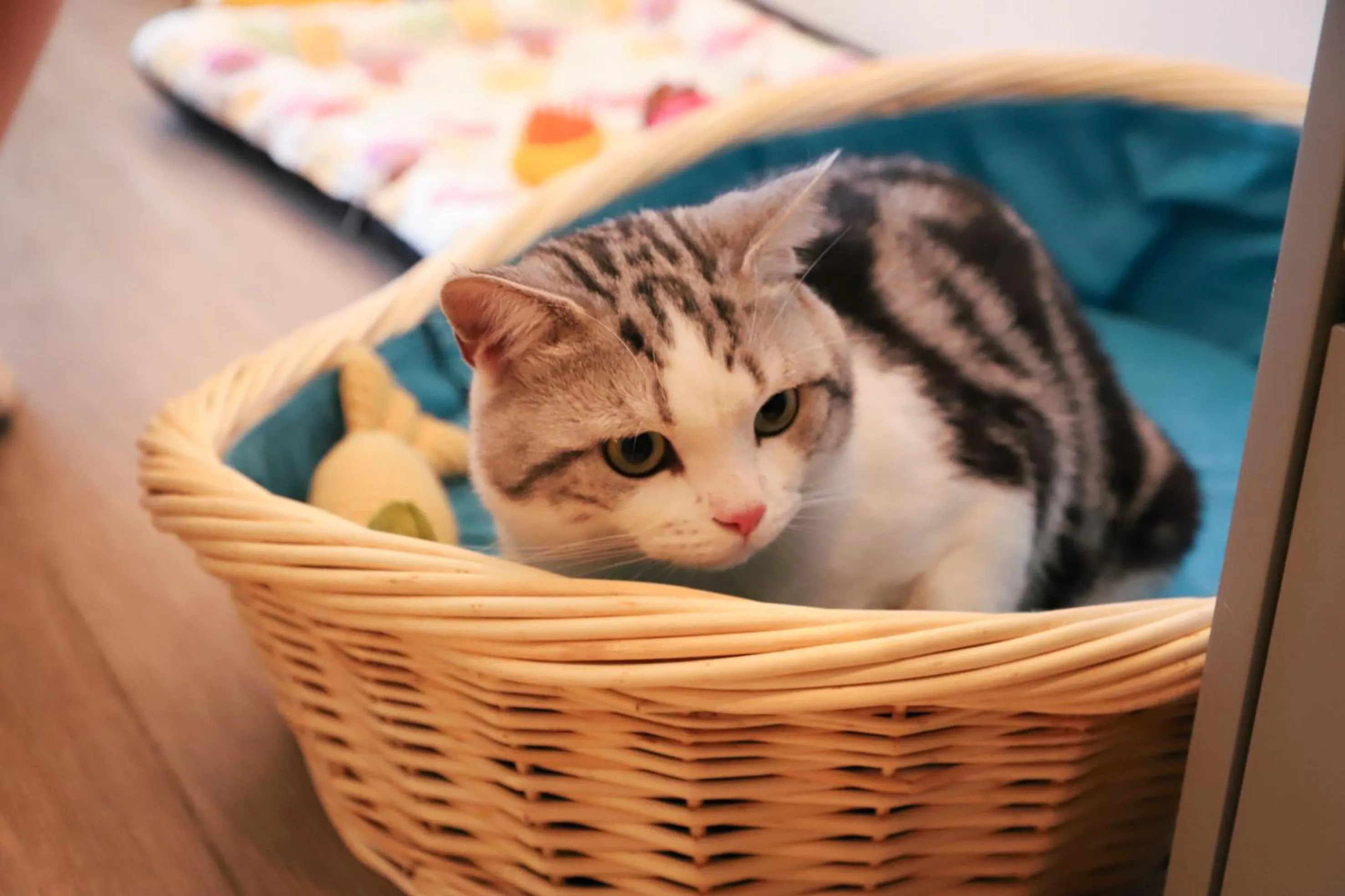 Animals in Wanda Jin Xiaohe Xincheng