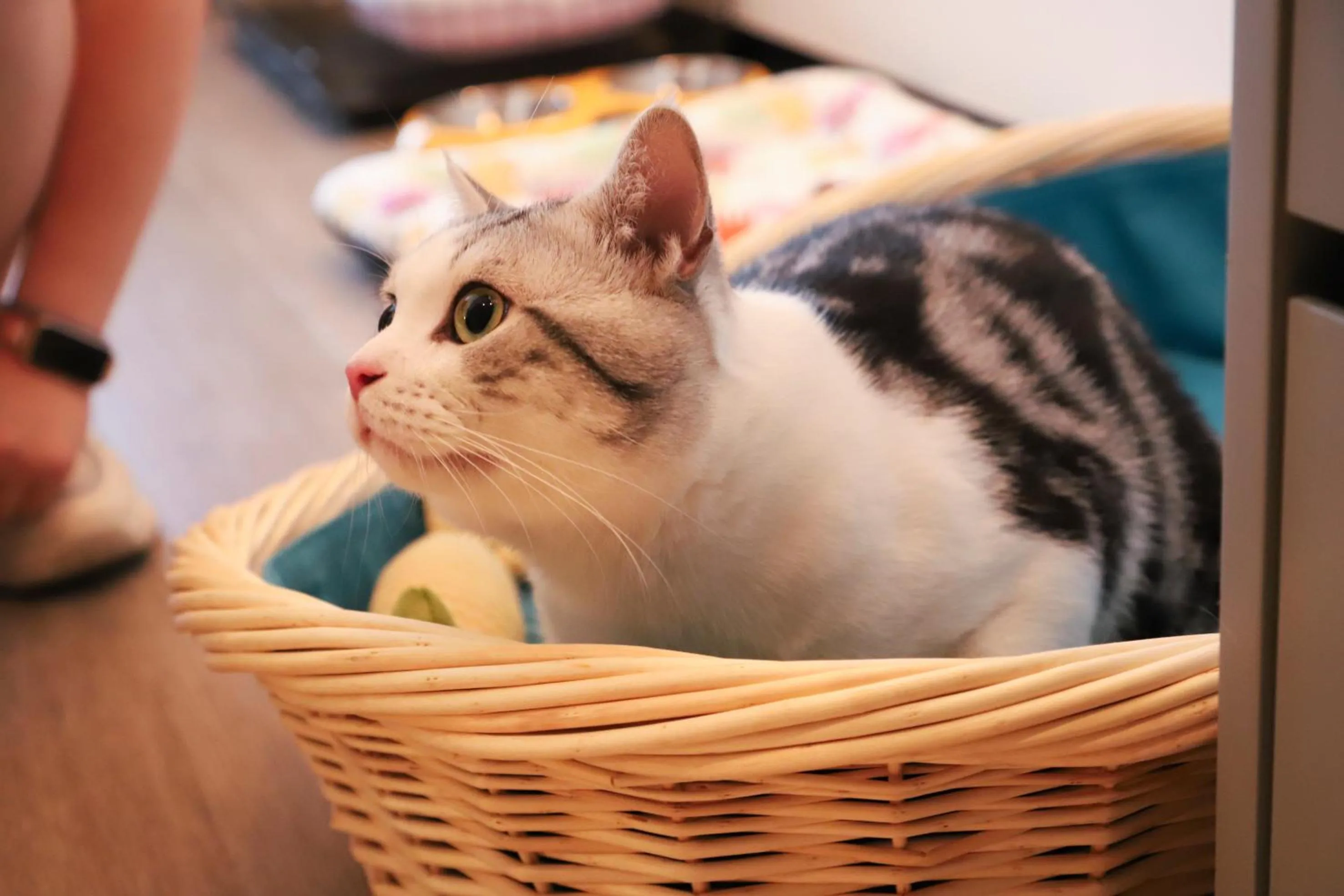 Animals in Wanda Jin Xiaohe Xincheng