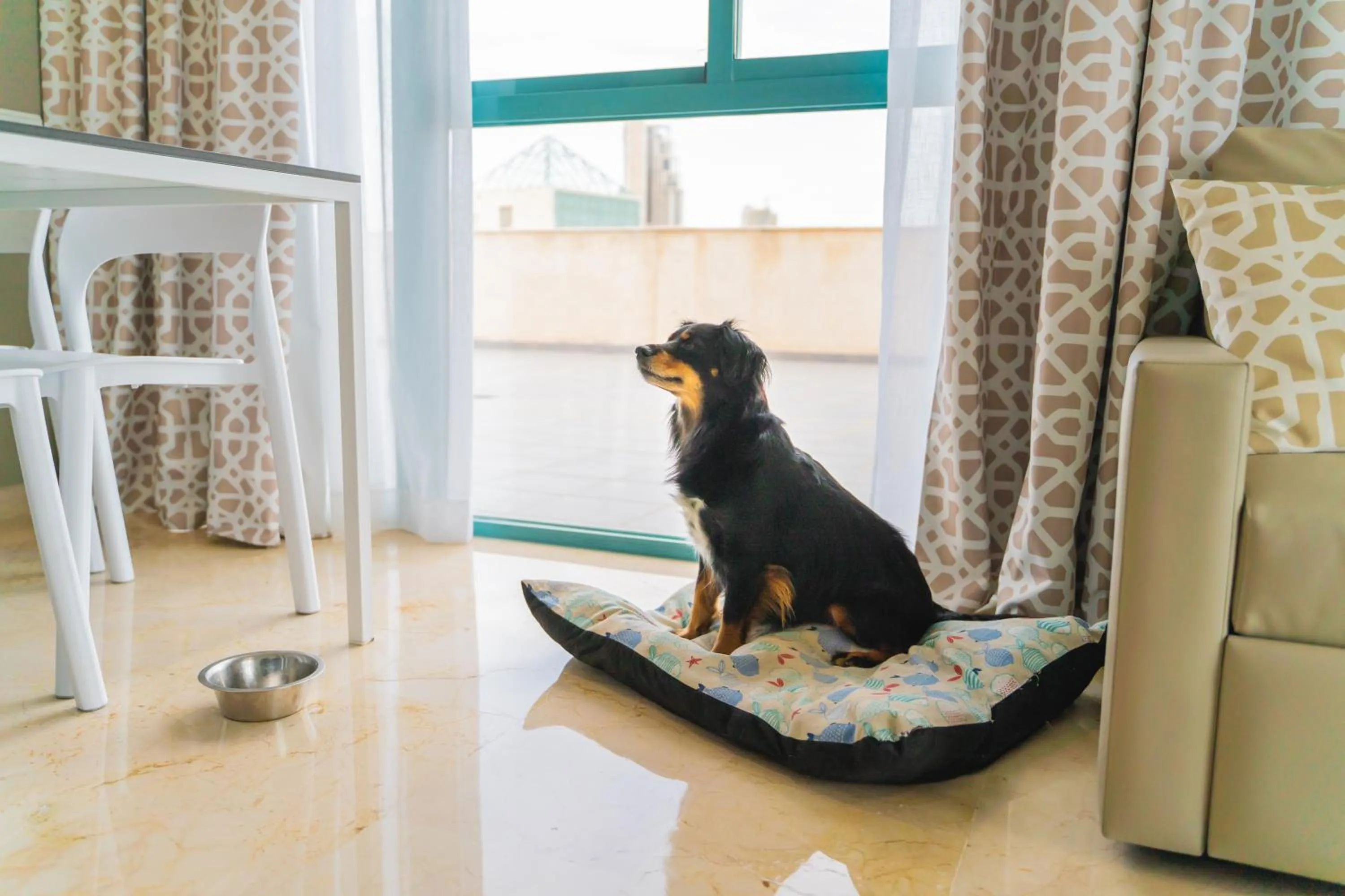 Pets in Magic Atrium Beach