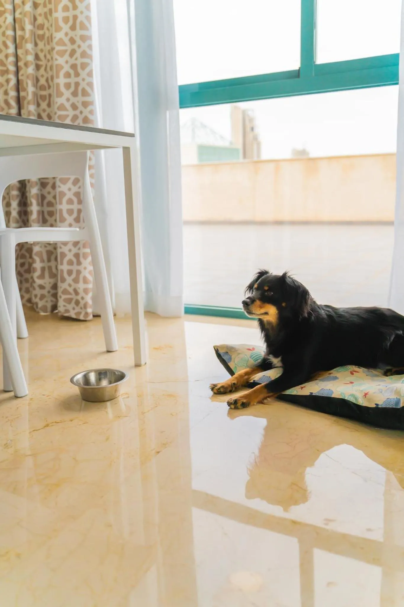 Pets in Magic Atrium Beach