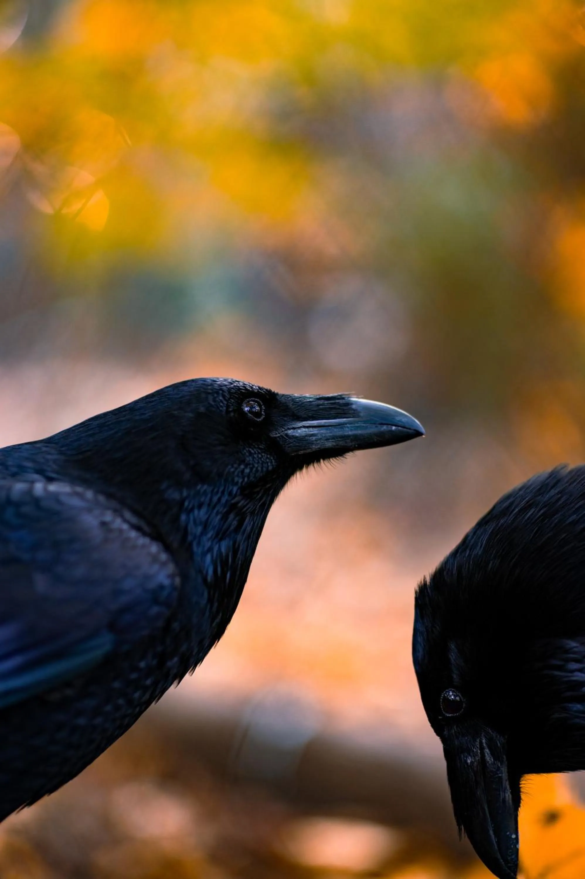 Animals in WELTWIEN Luxury Art Apartments & Free Parking