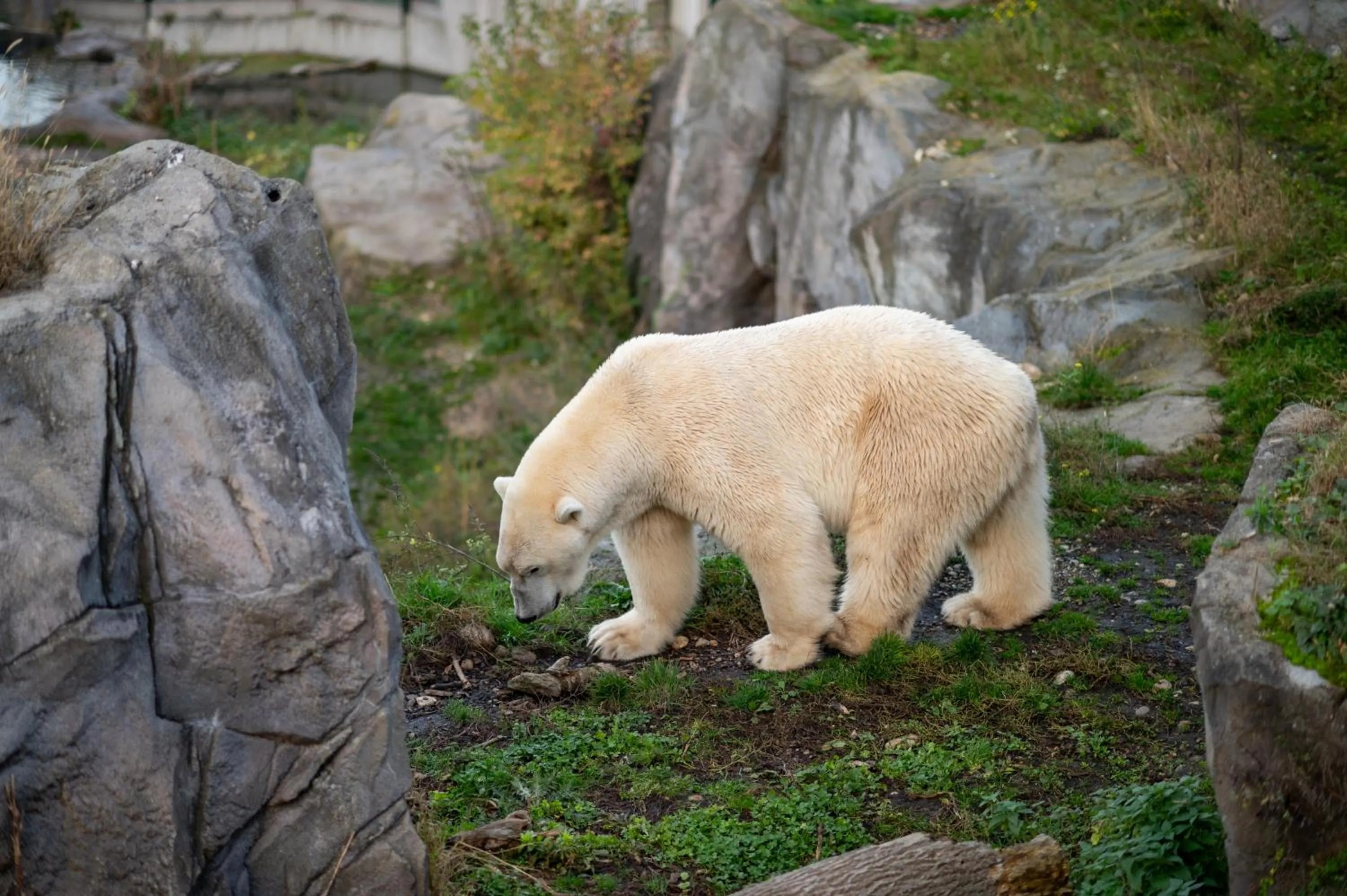 Animals in WELTWIEN Luxury Art Apartments & Free Parking