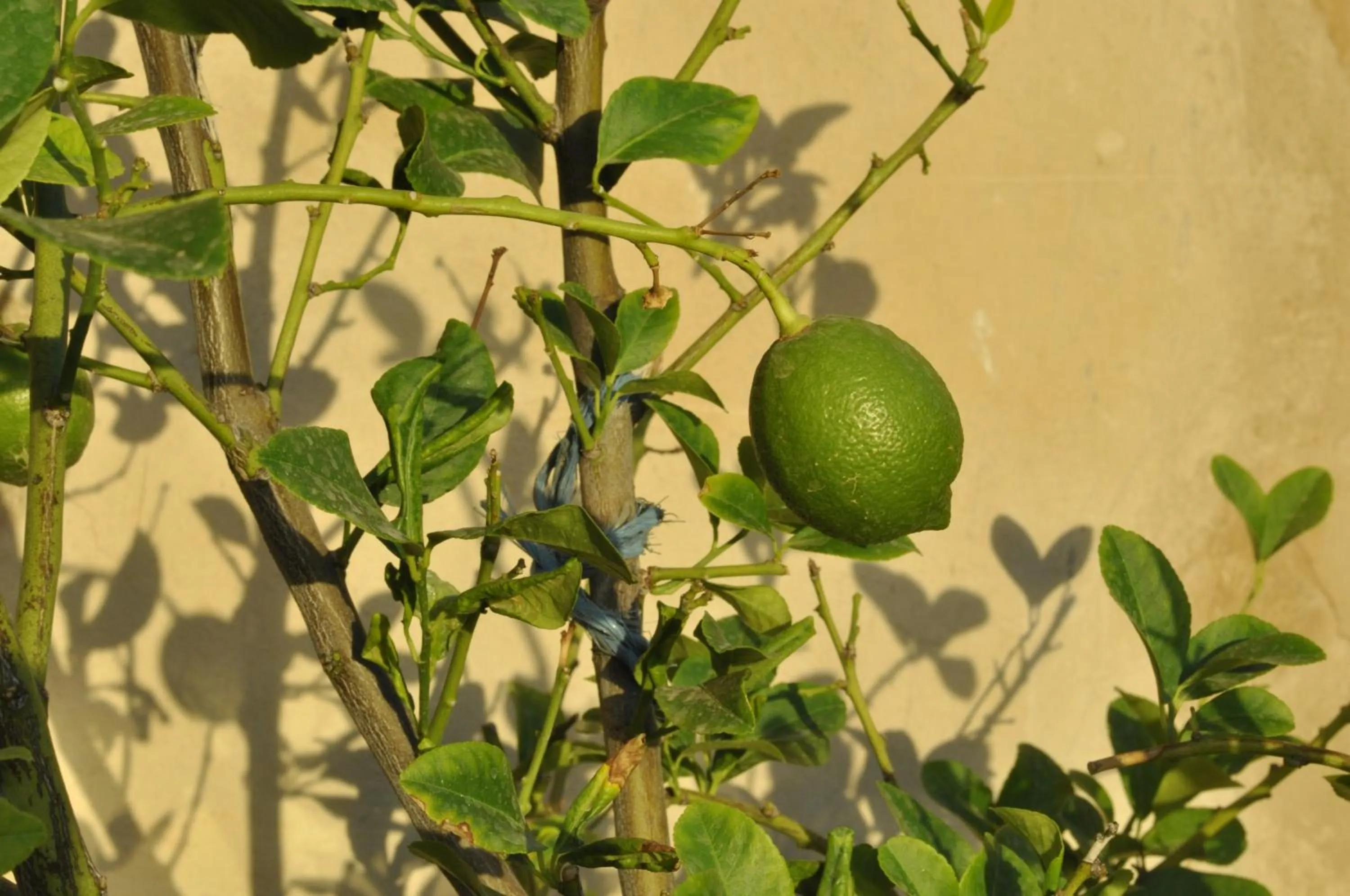 Patio in Dar 7 Louyat