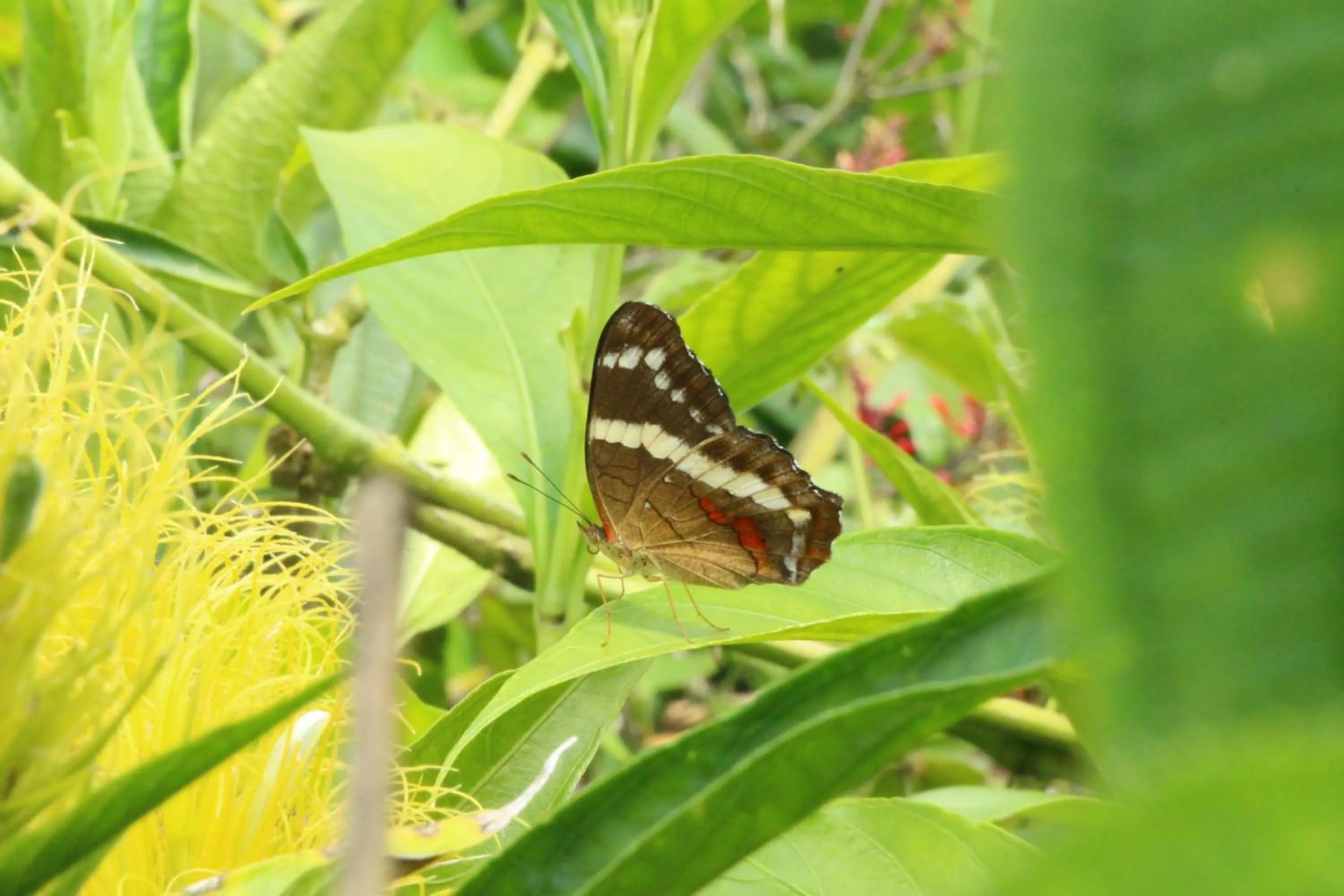 Natural landscape in Hotel La Pradera del Arenal