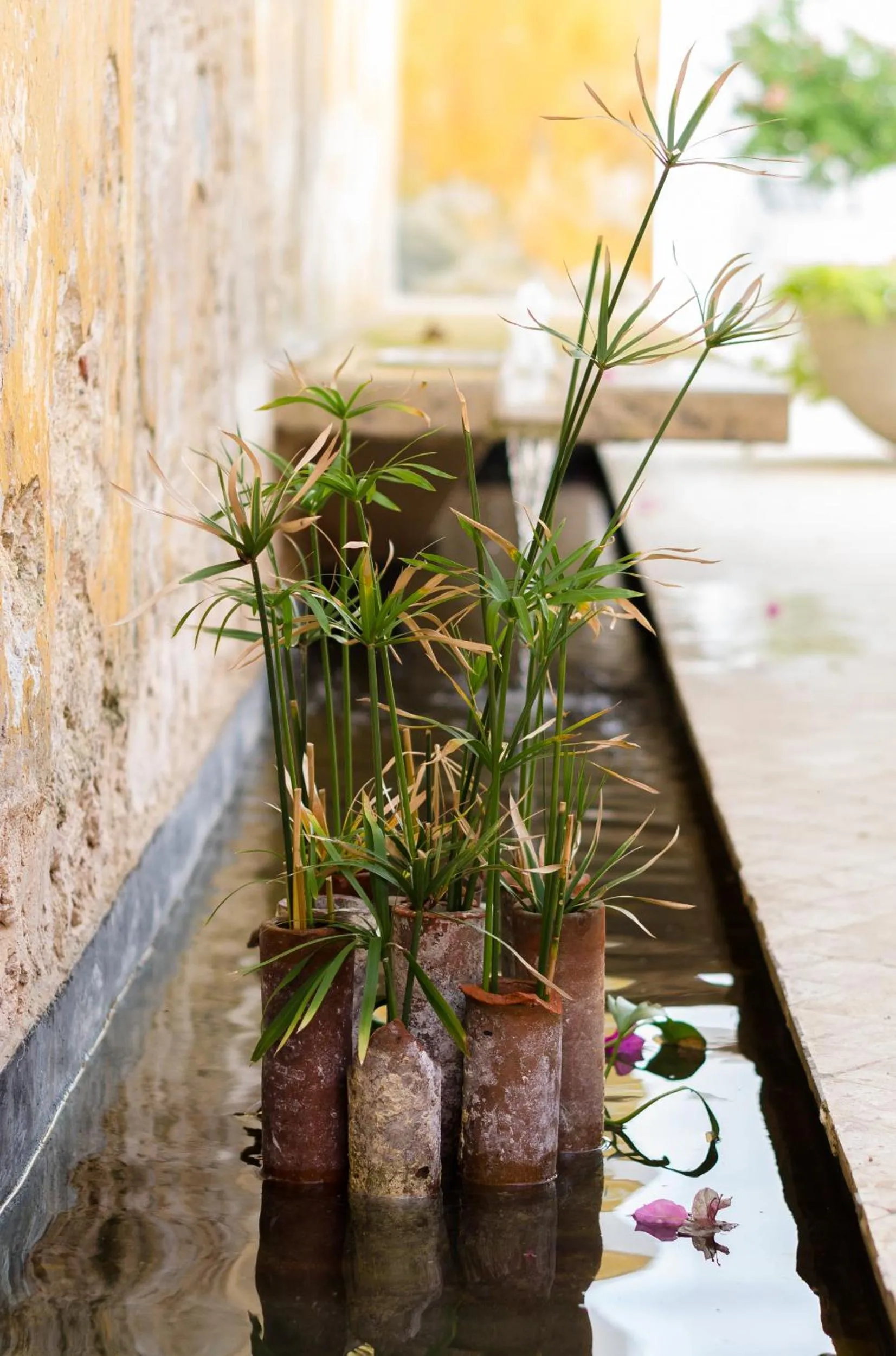 Garden view in Las Lupitas Hotel Boutique