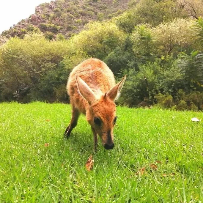 Animals in Cango Retreat Breathe