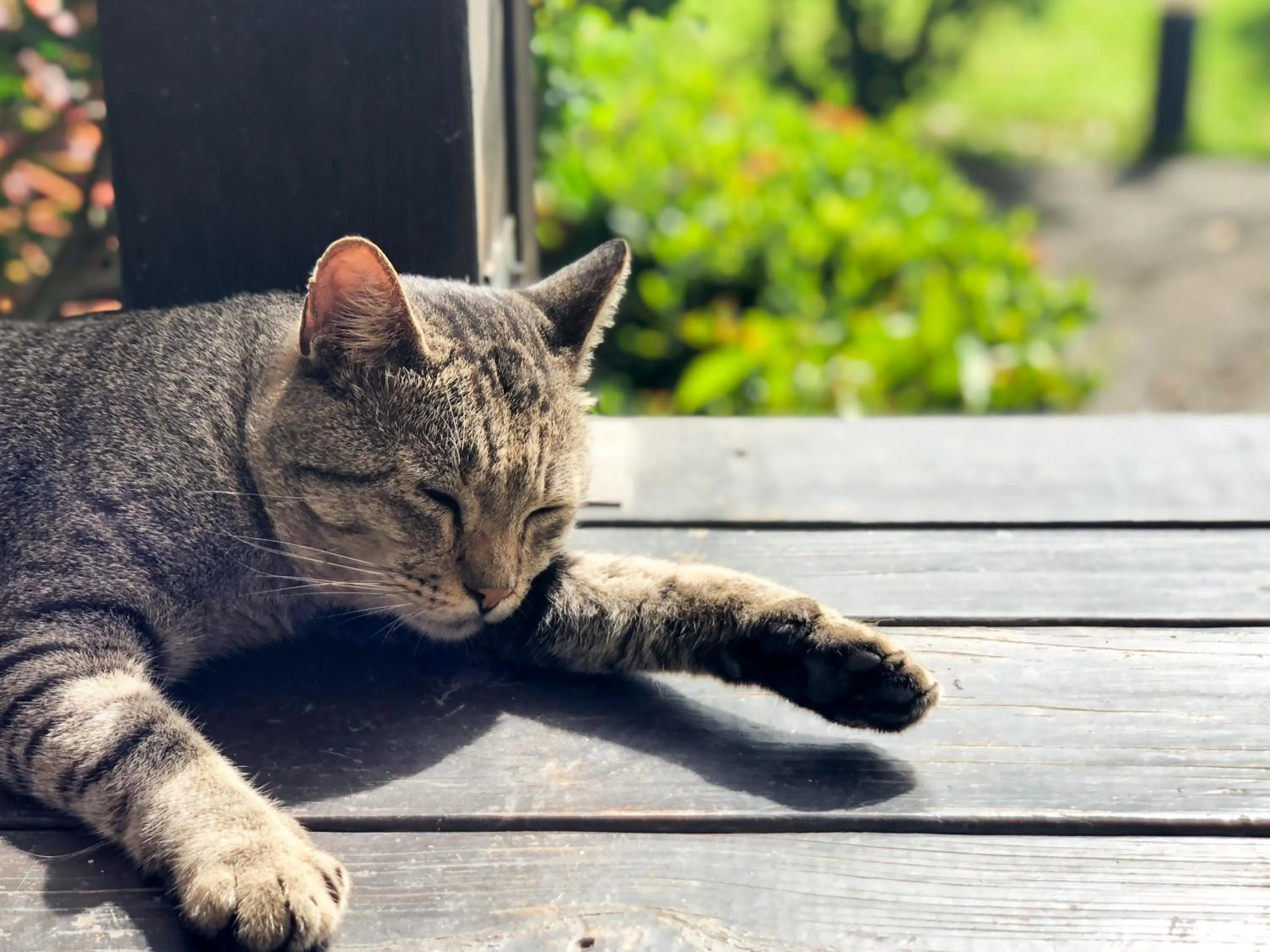 Animals in Bali Lover