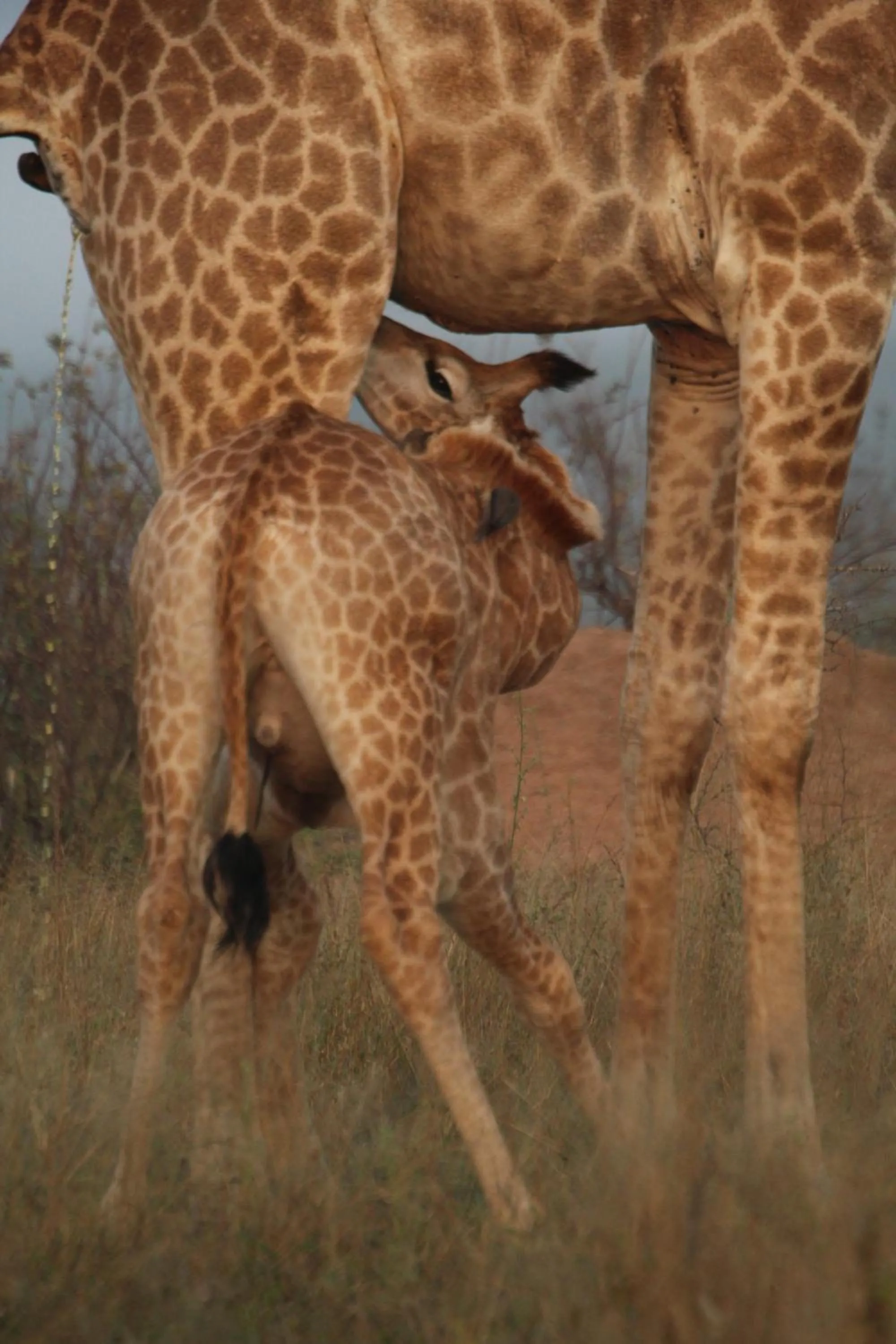 Animals in Grace of Africa, Kruger Couples Lodge