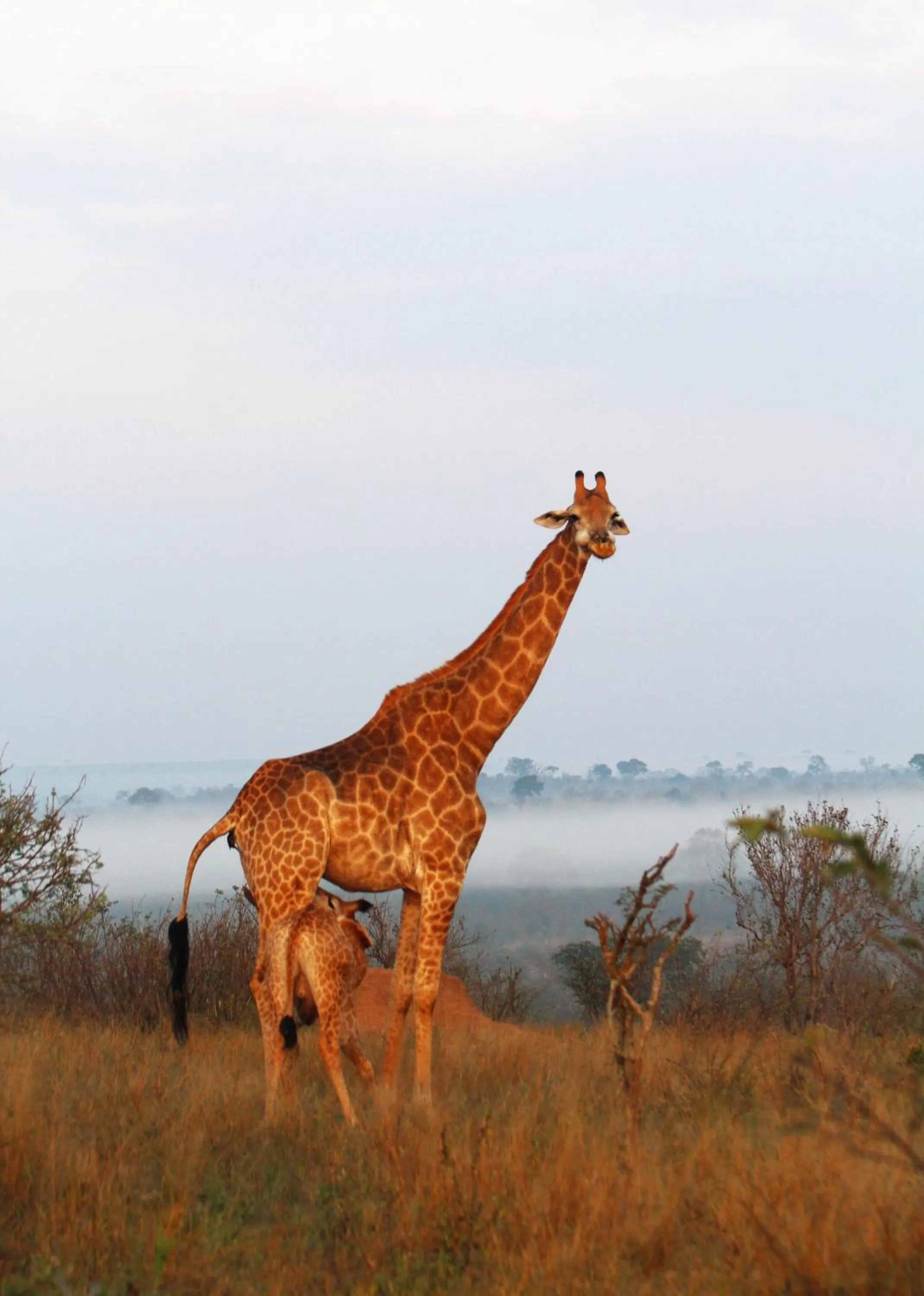 Animals in Grace of Africa, Kruger Couples Lodge