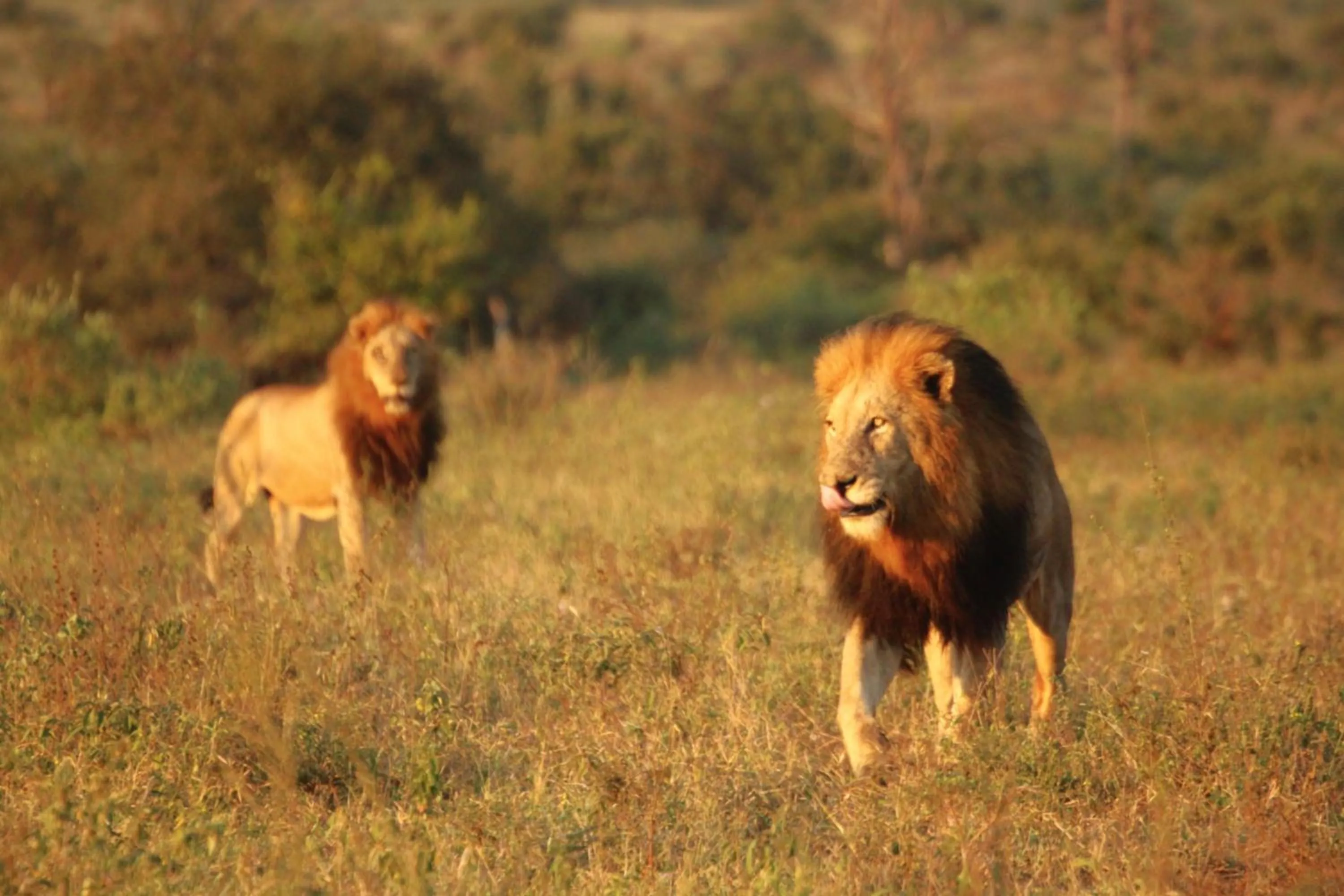 Animals in Grace of Africa, Kruger Couples Lodge