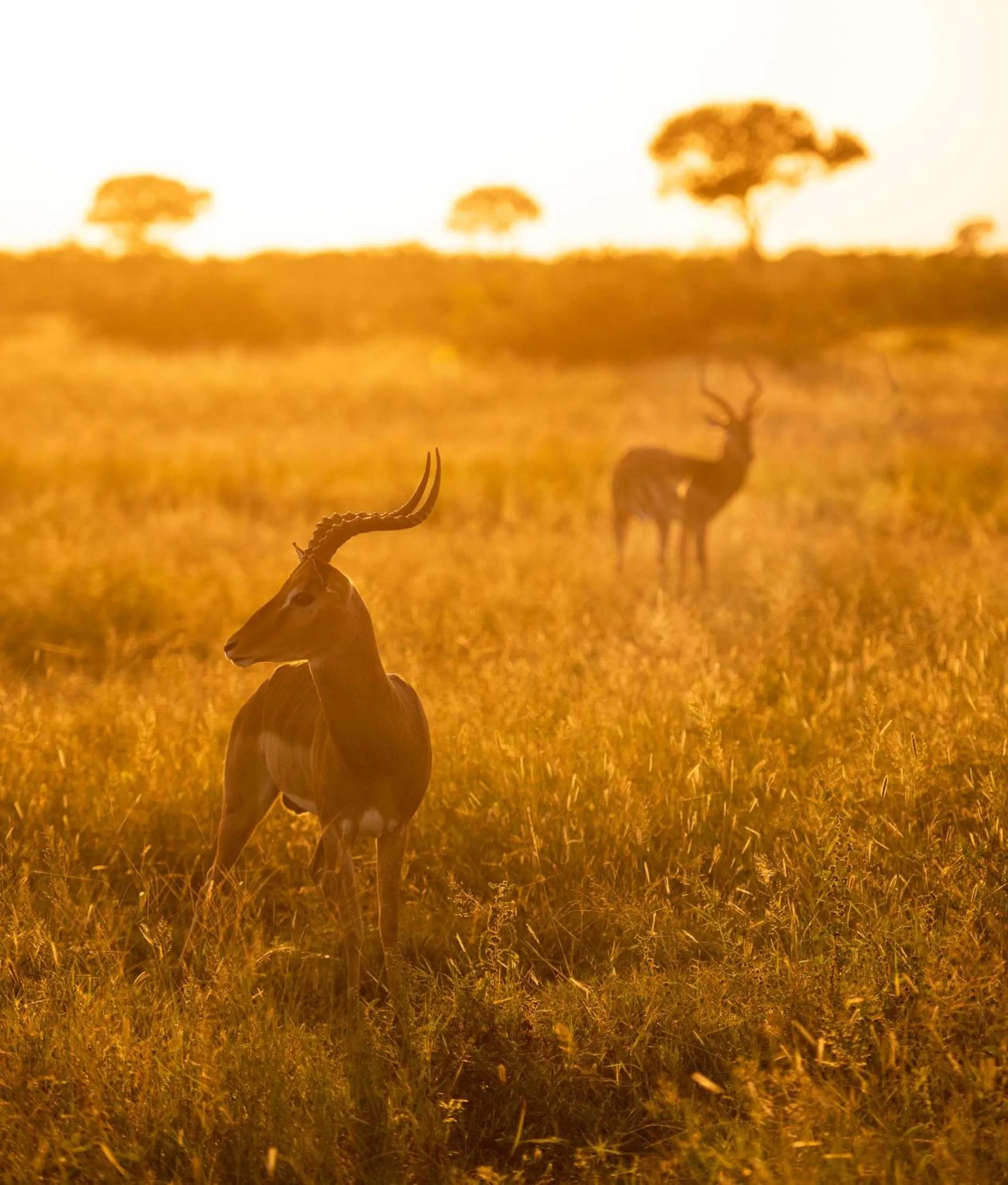 Animals in Grace of Africa, Kruger Couples Lodge