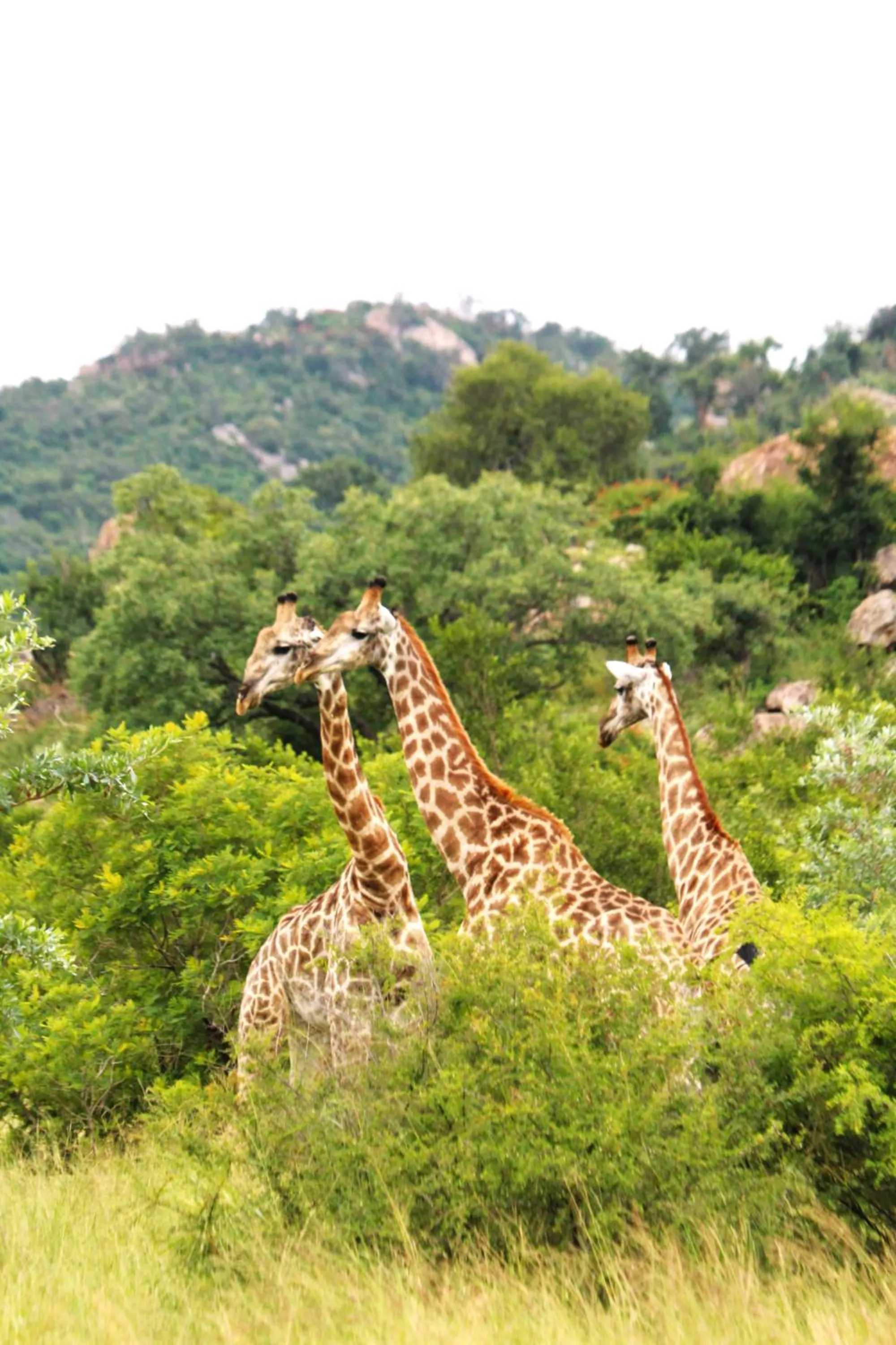 Animals in Grace of Africa, Kruger Couples Lodge
