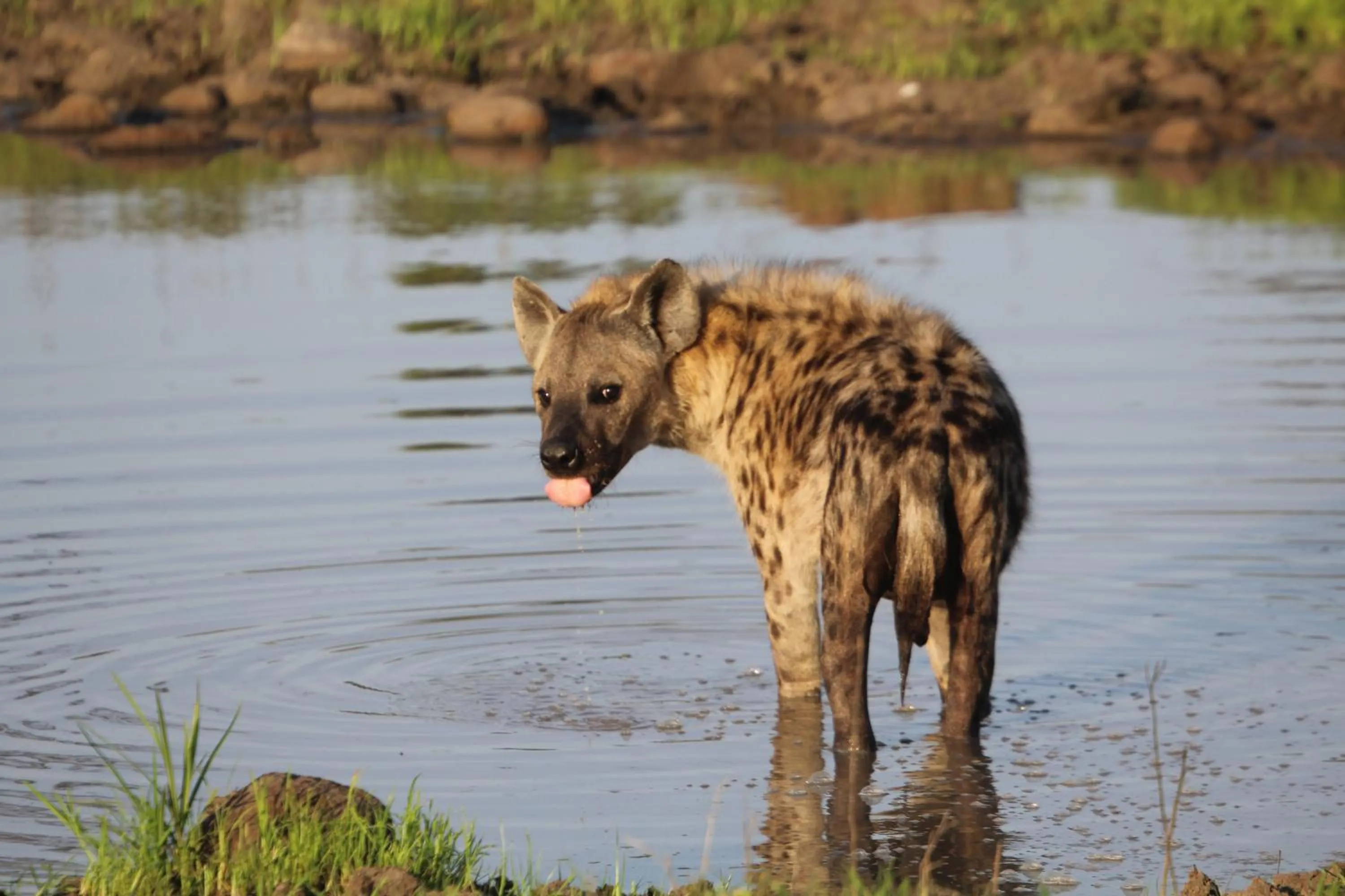 Animals in Grace of Africa, Kruger Couples Lodge