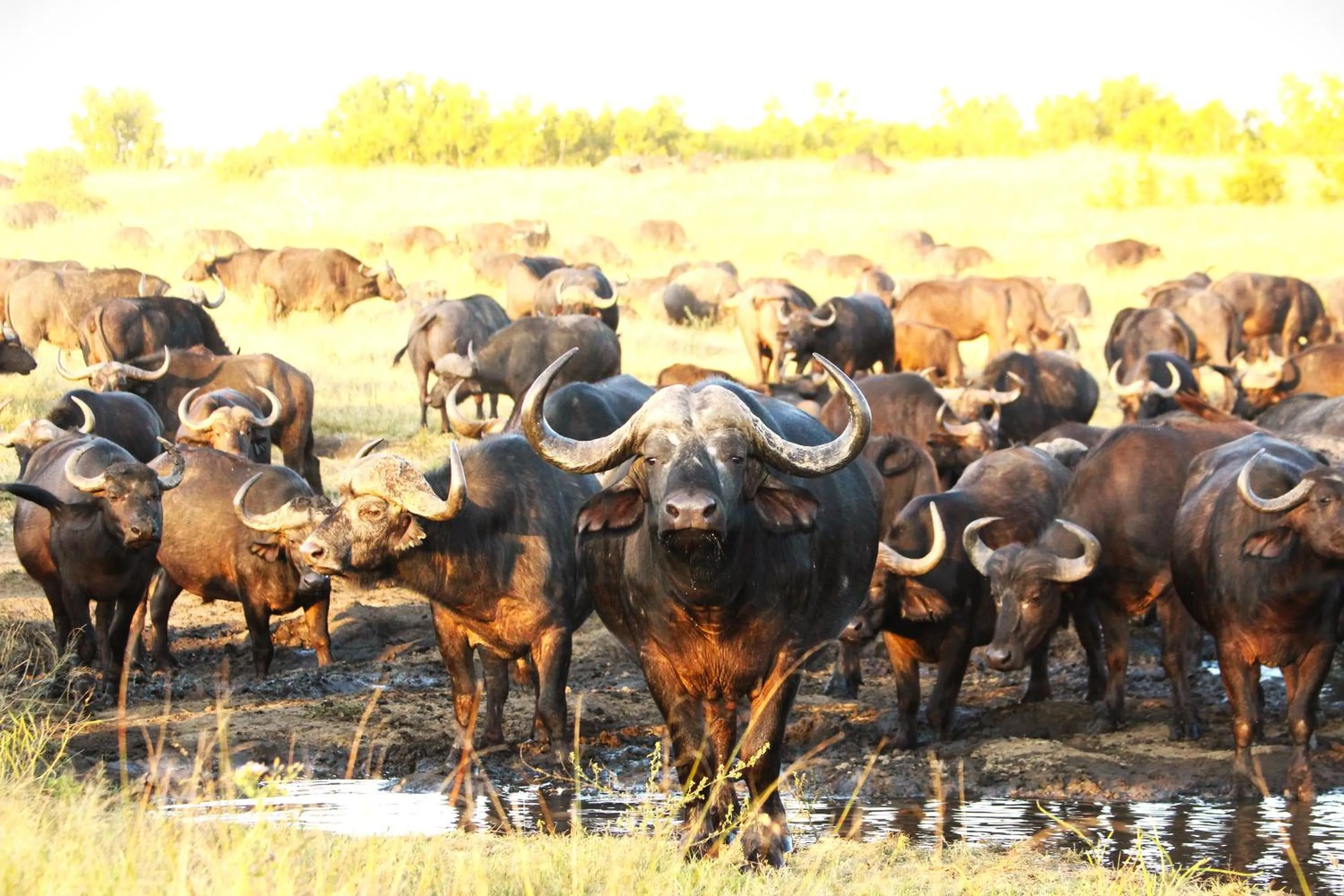 Animals in Grace of Africa, Kruger Couples Lodge