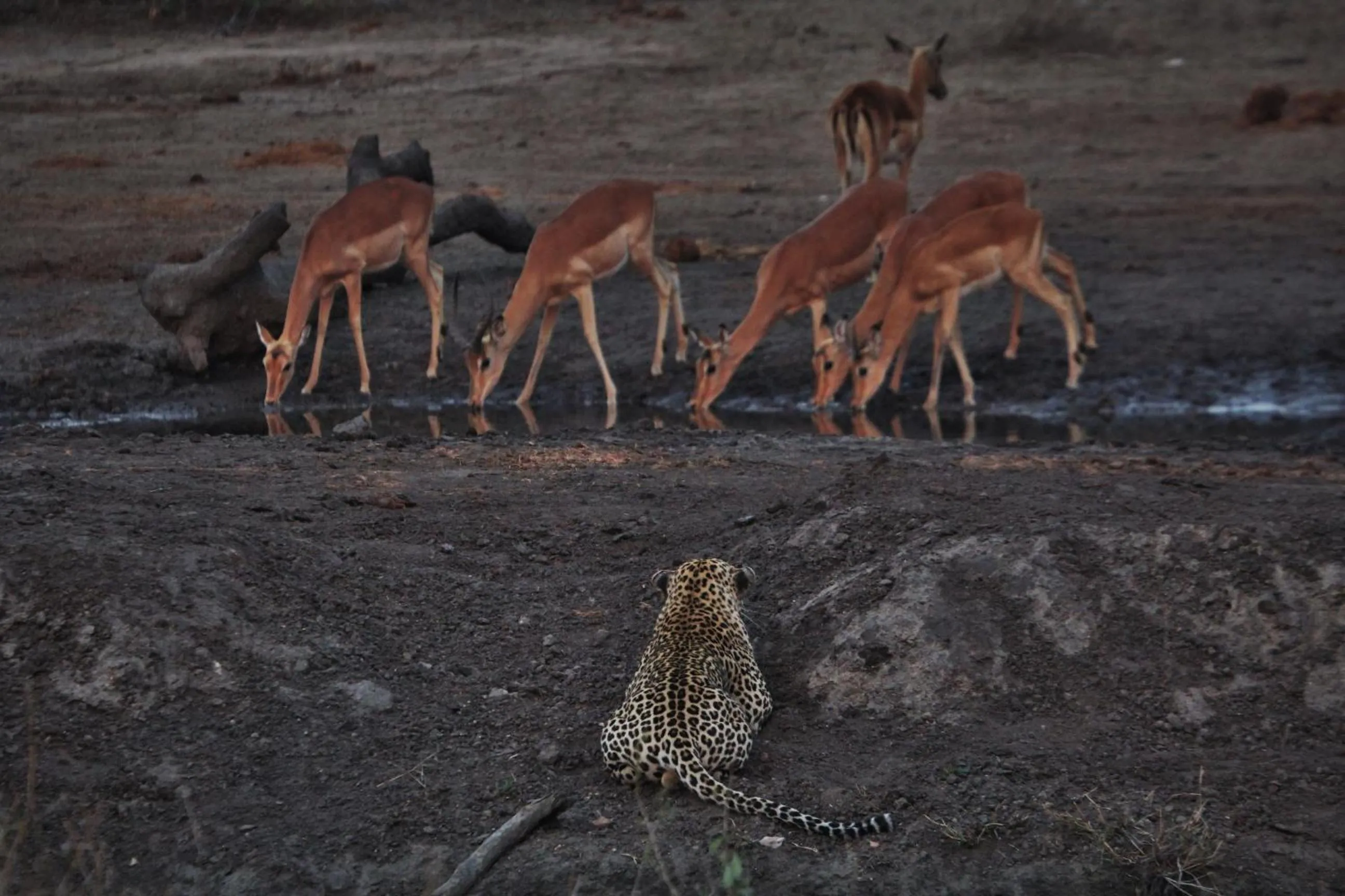 Animals in Grace of Africa, Kruger Couples Lodge